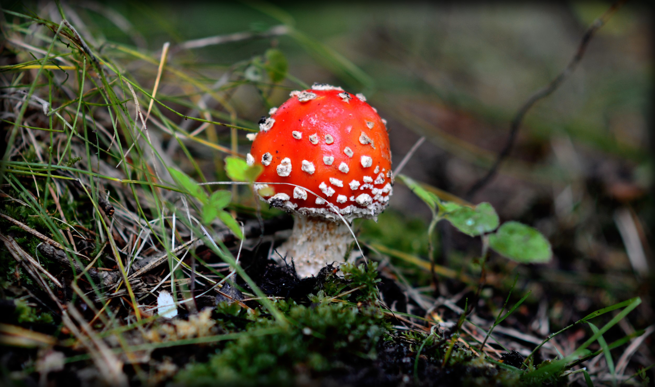 Amanita mushroom in grass HD Wallpaper