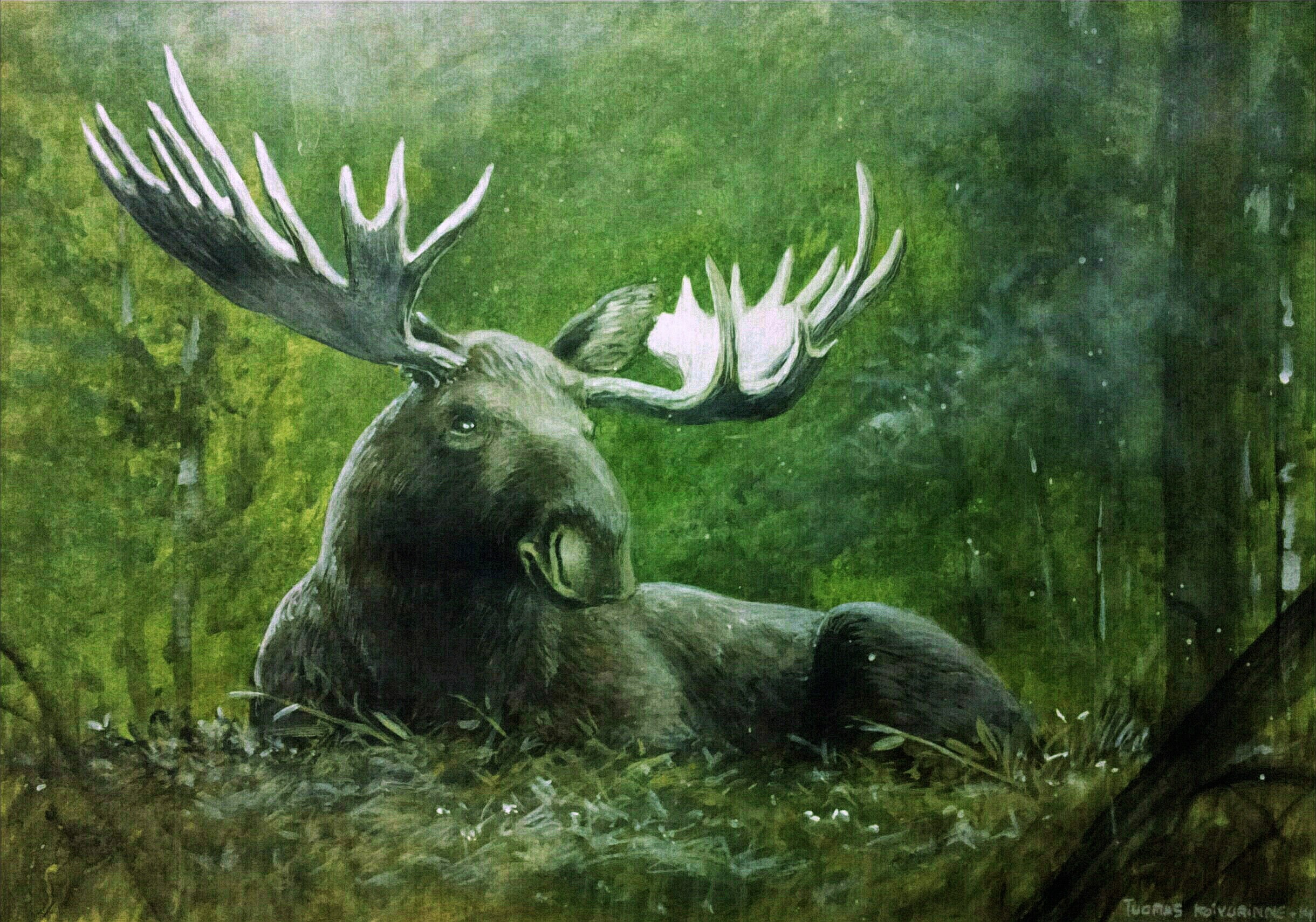 Moose with large antlers resting in a forest HD Wallpaper