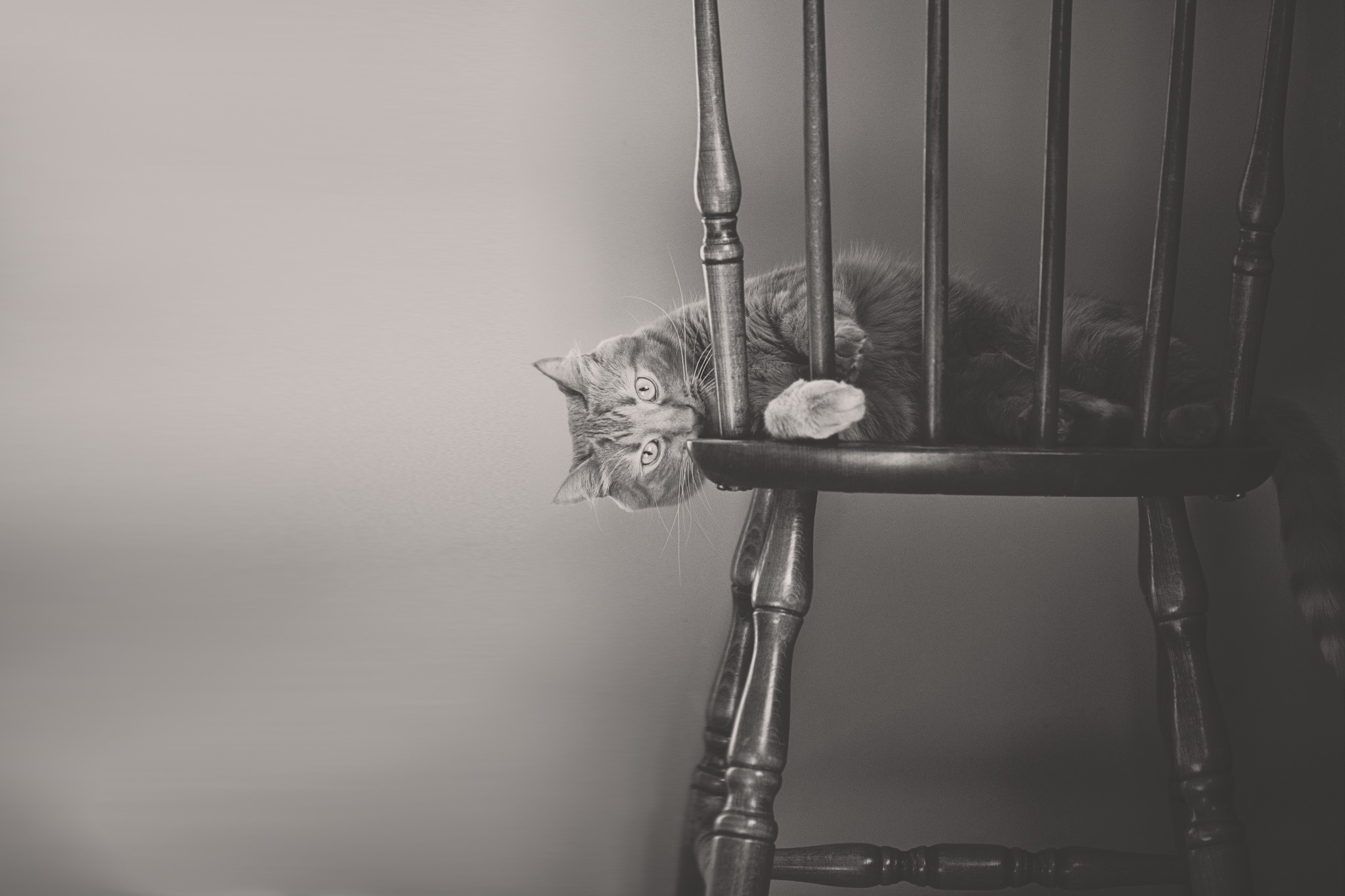 Orange cat lying on a wooden rocking chair HD Wallpaper