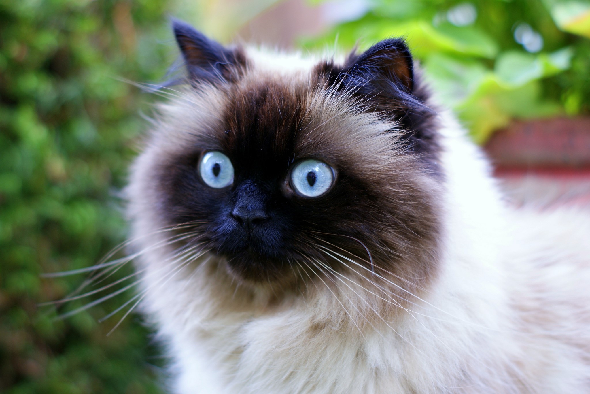 Himalayan cat with bright blue eyes looking to the side HD Wallpaper