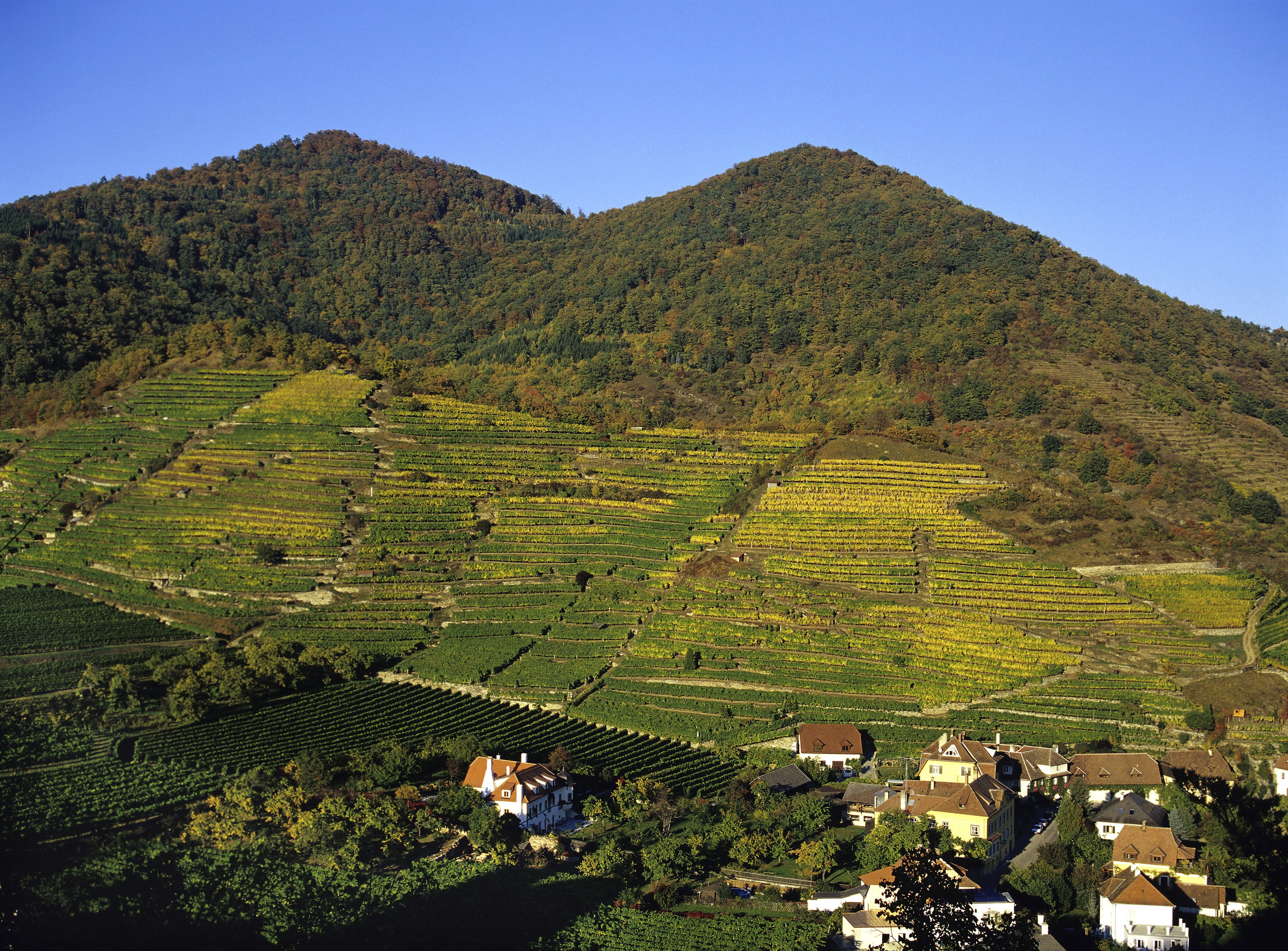 Vineyards and mountains in Wachau, Austria HD Wallpaper