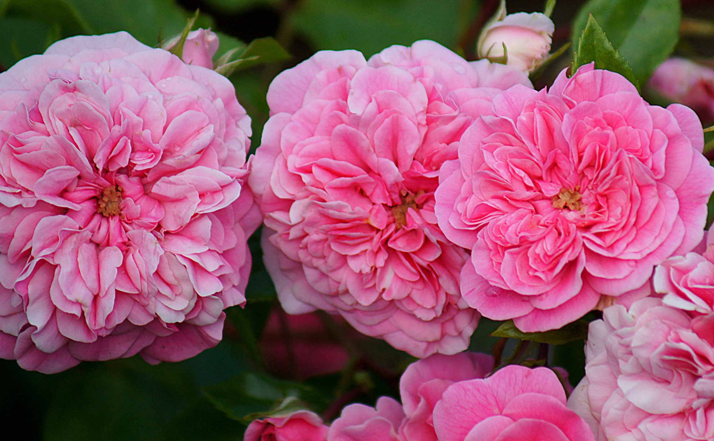 Close-up of Pink Roses HD Wallpaper