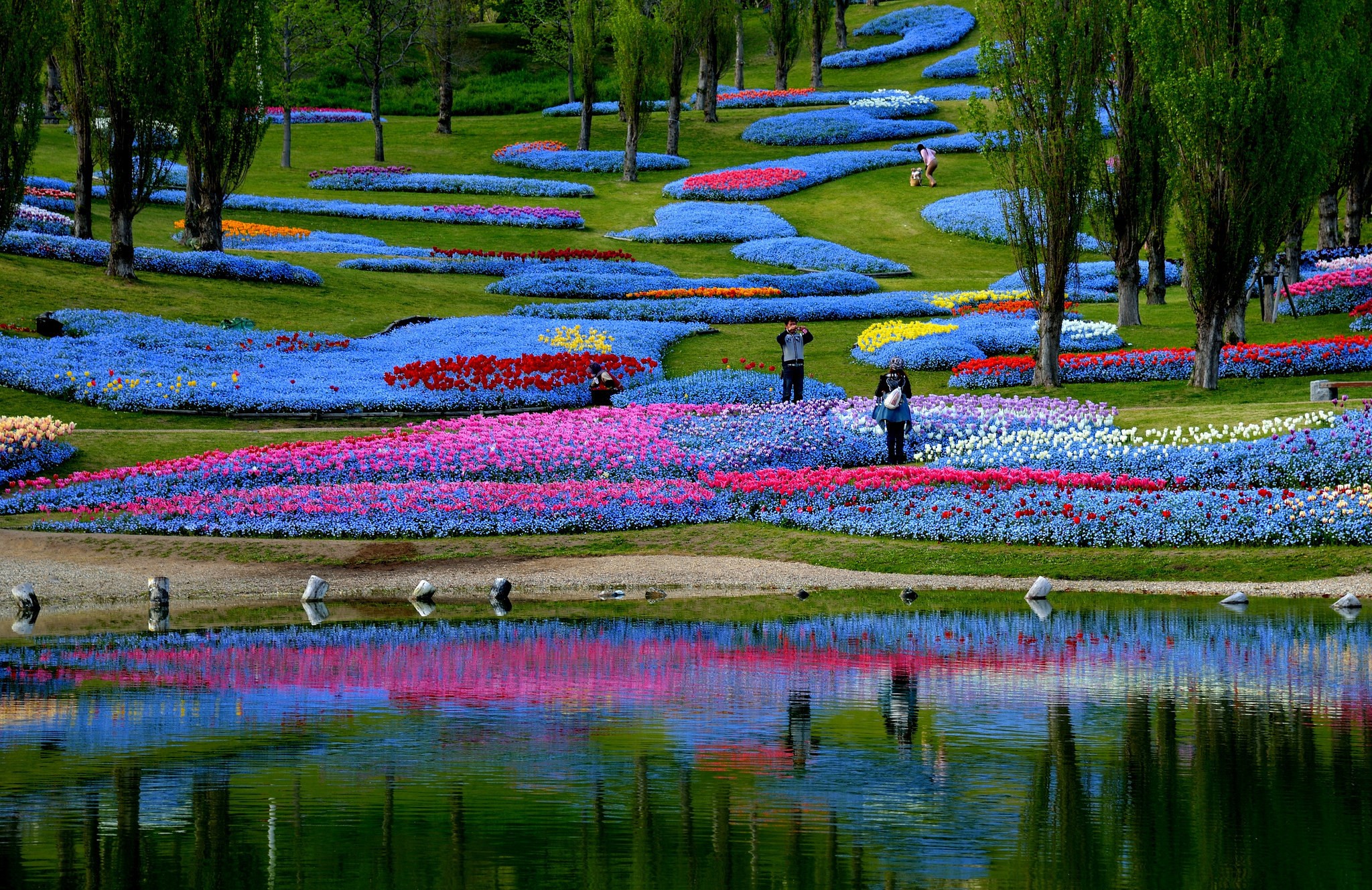 Flower fields and pond in Japan HD Wallpaper