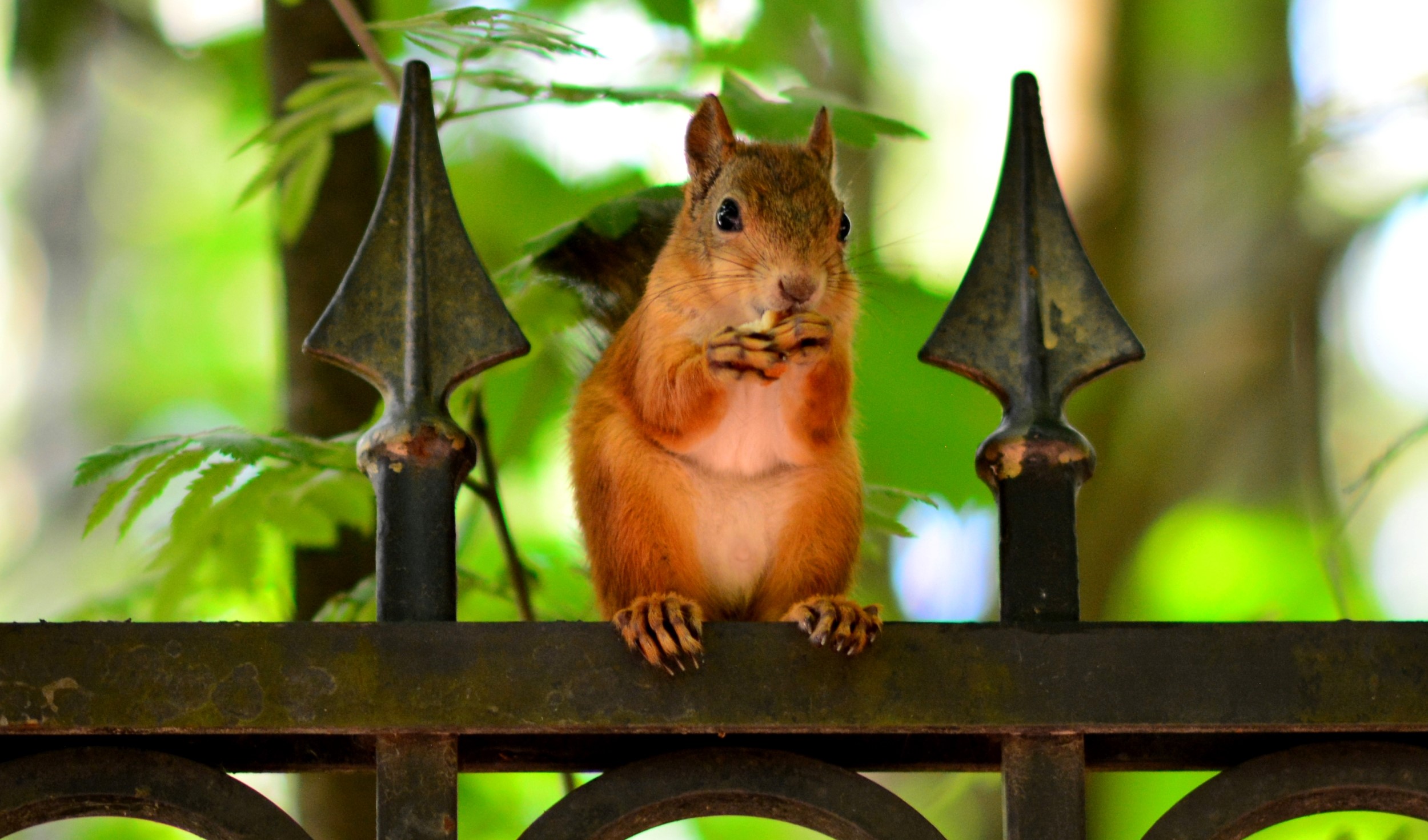Squirrel eating on a fence HD Wallpaper