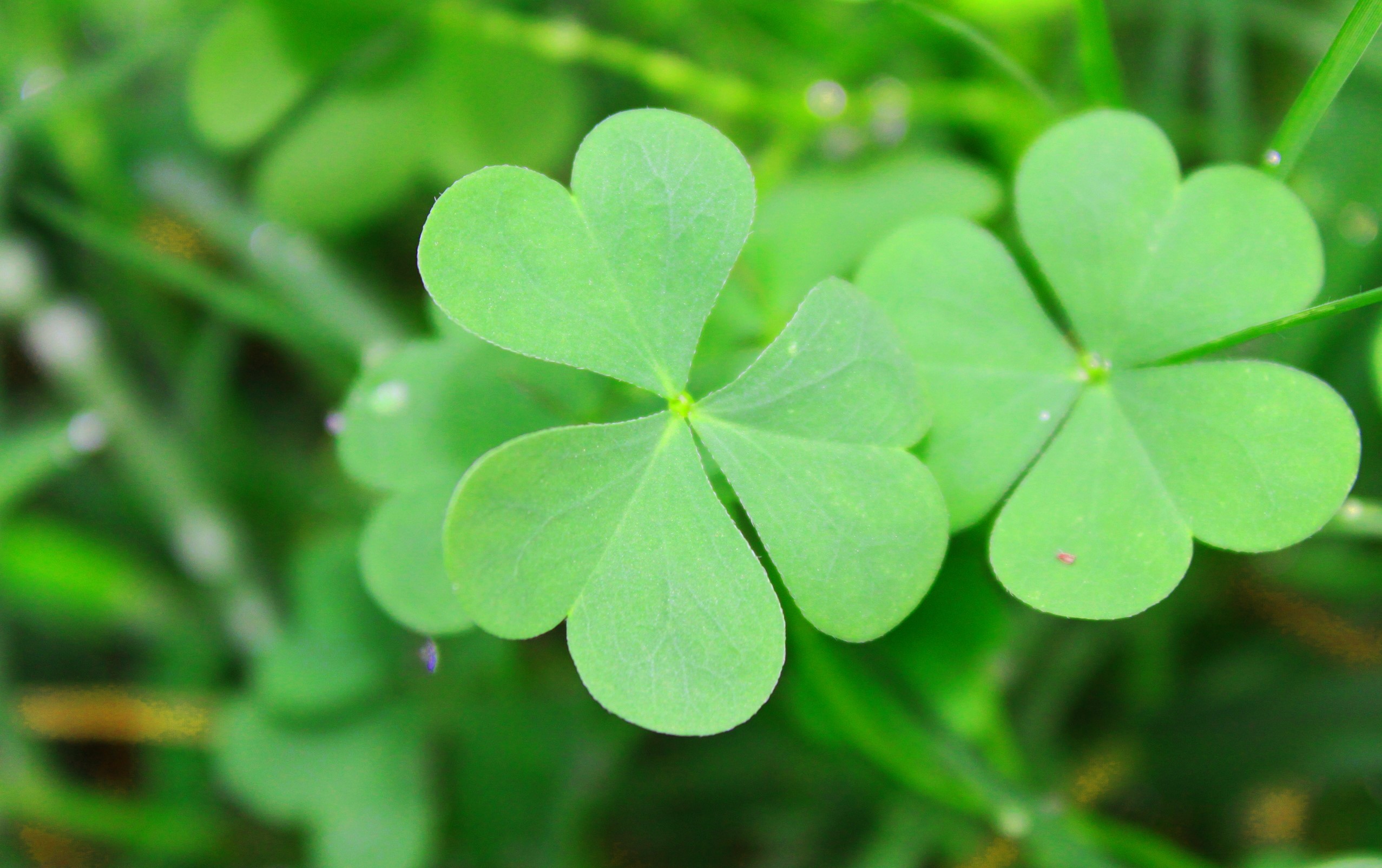 Close-up of green clover leaves on grass HD Wallpaper
