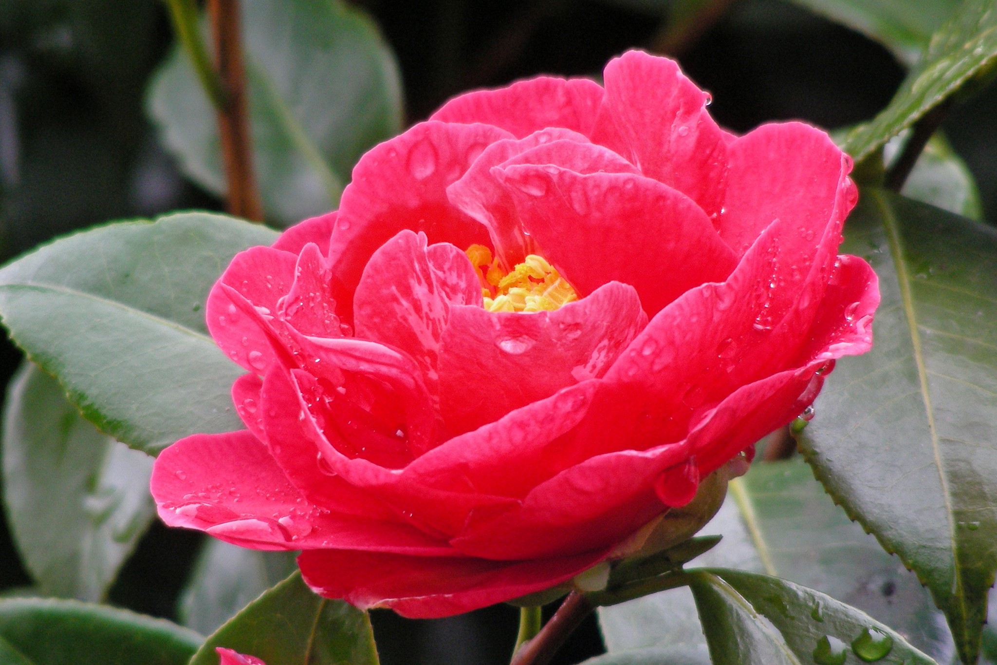 Close-up of a pink camellia flower with water droplets HD Wallpaper
