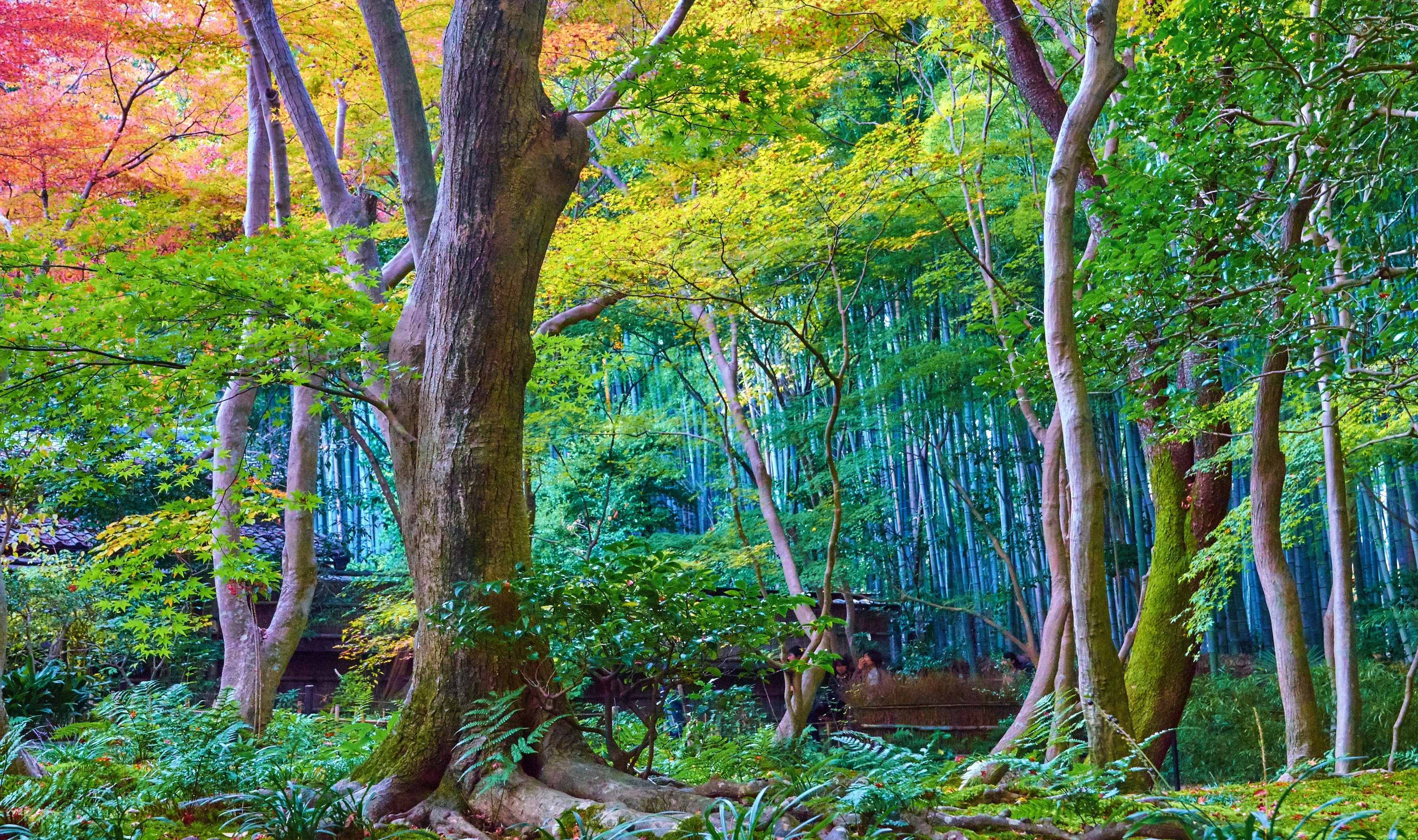 Forest with colorful autumn leaves and bamboo HD Wallpaper