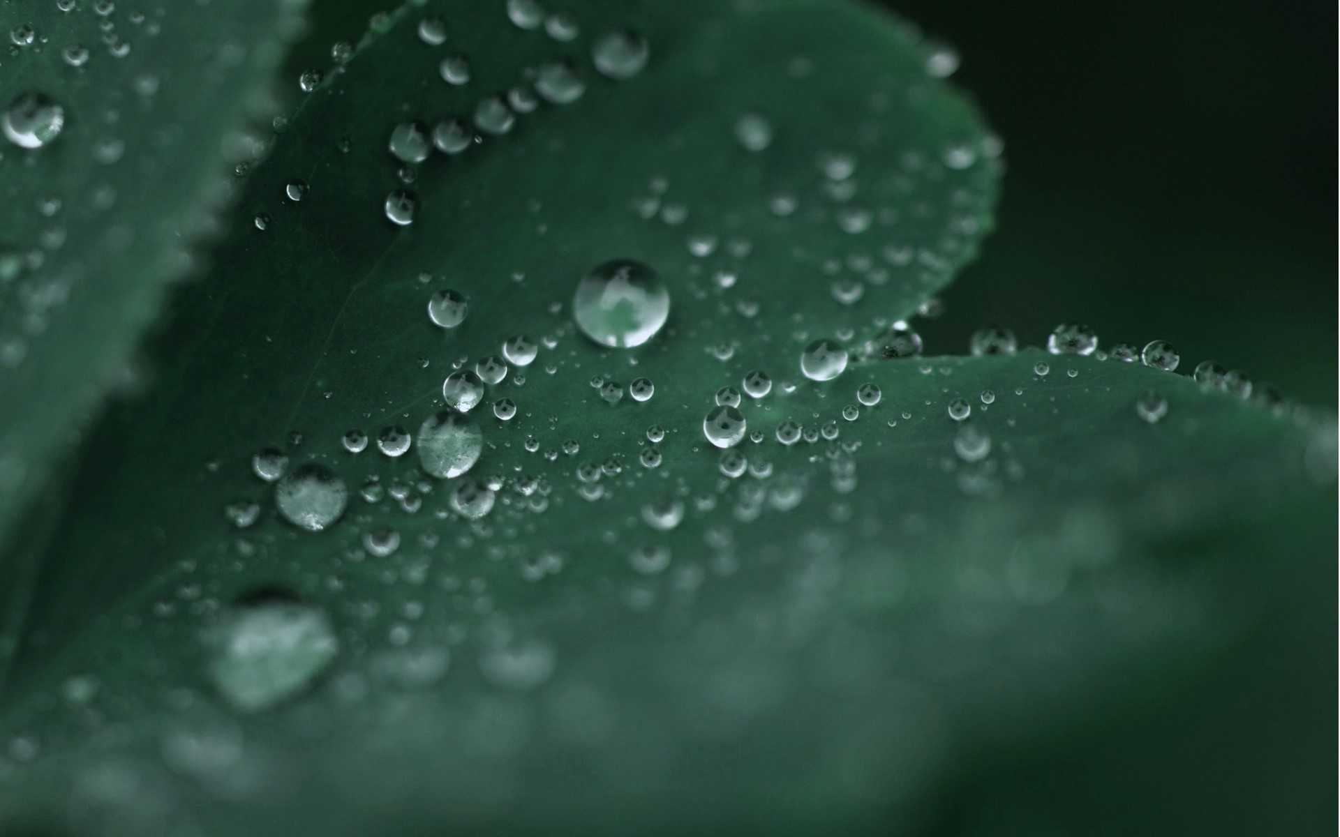 Closeup of water drops on a green leaf HD Wallpaper