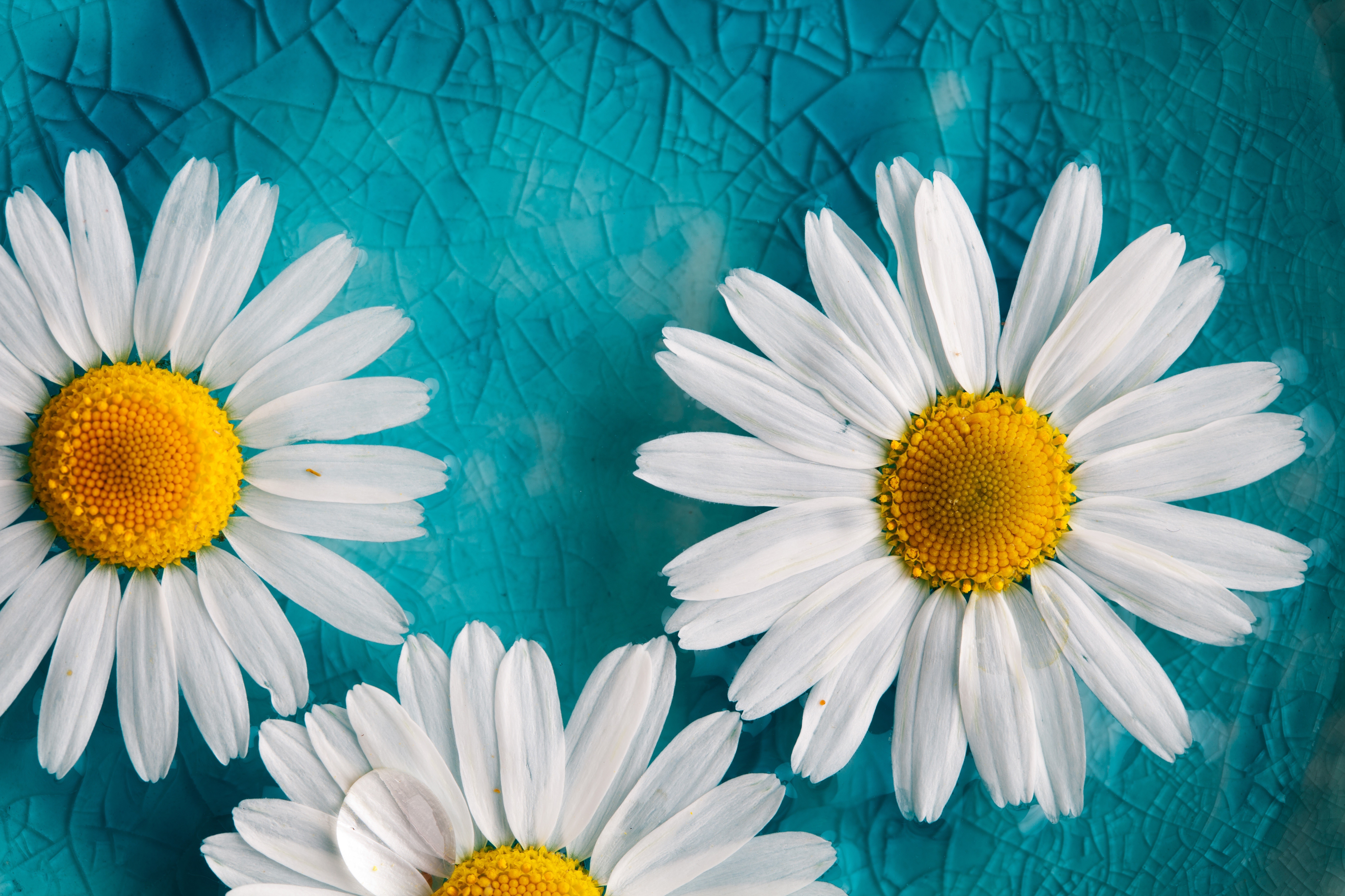 Three daisies on a cracked turquoise surface HD Wallpaper