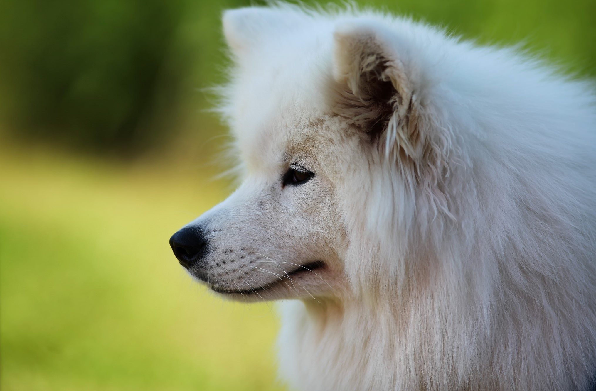 Close-up of a white Samoyed dog's face HD Wallpaper
