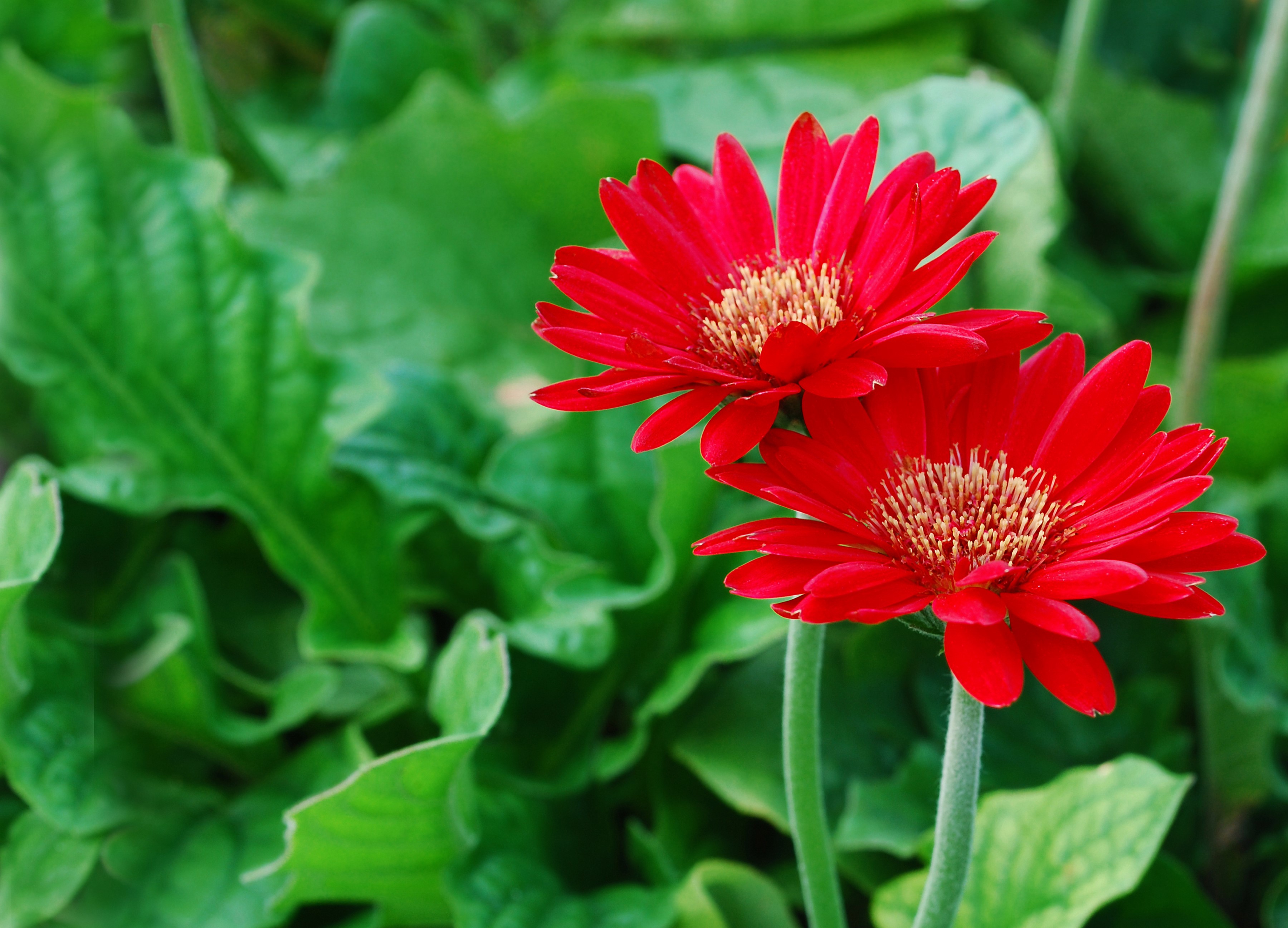 Two red Gerbera daisies with green leaves HD Wallpaper