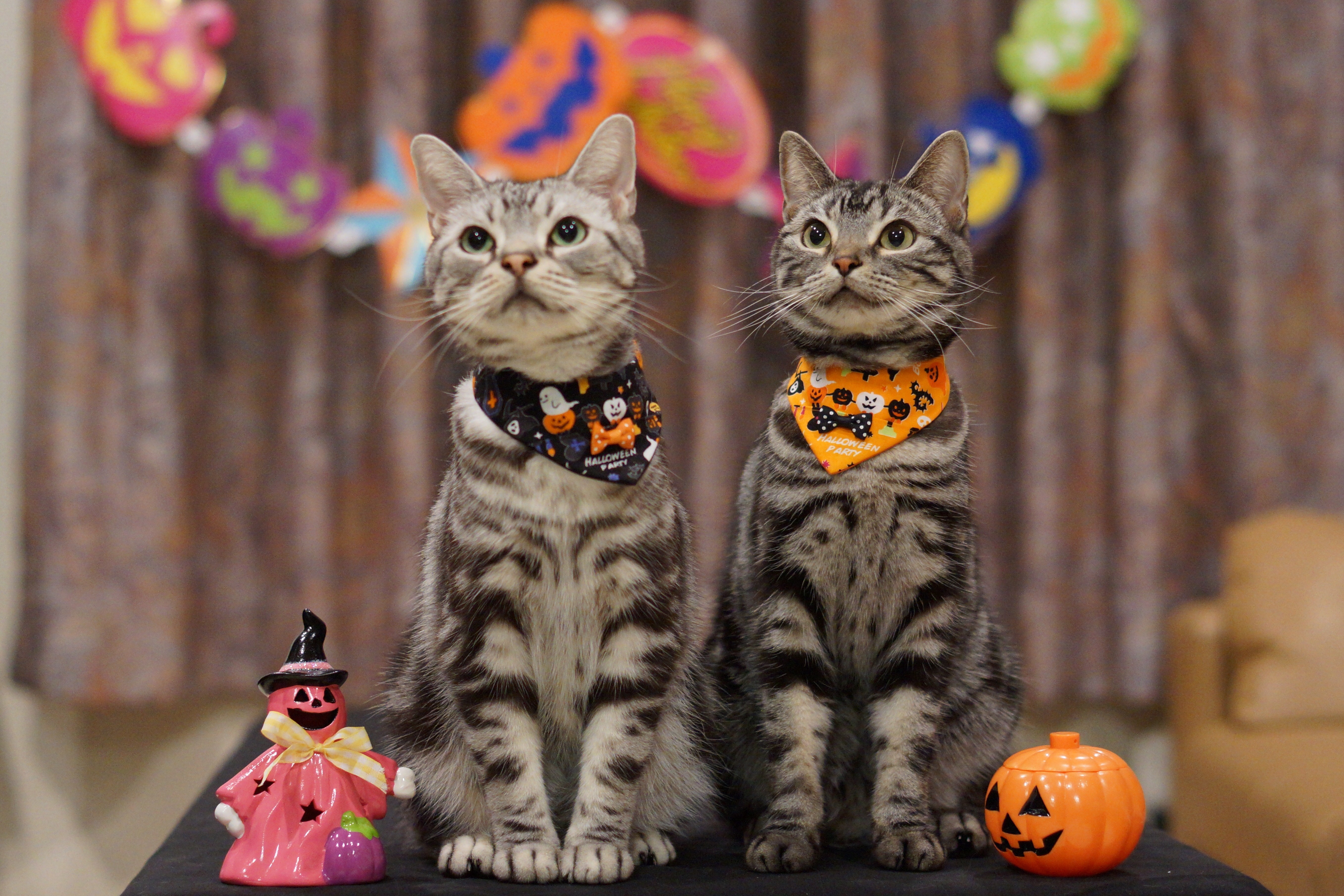 Two Cats in Halloween Bandanas HD Wallpaper