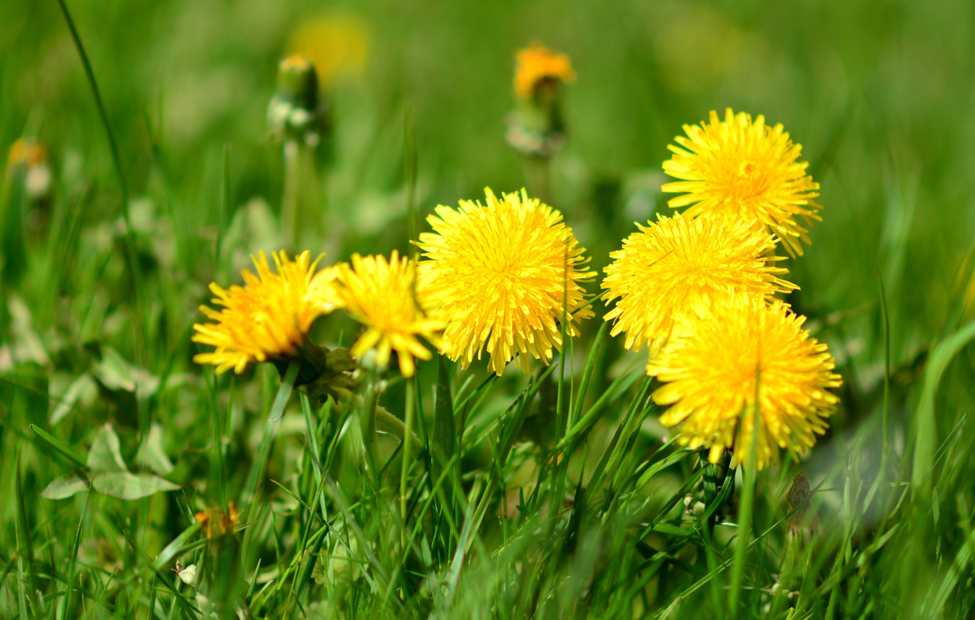 Yellow dandelions in green grass HD Wallpaper