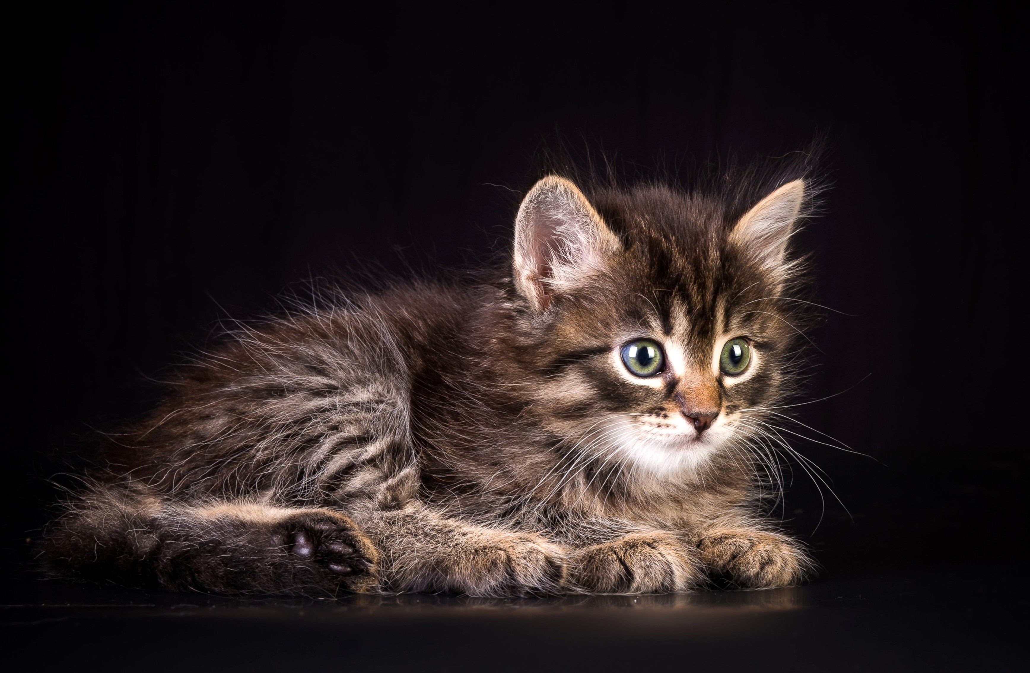 Tabby kitten looking to the side HD Wallpaper