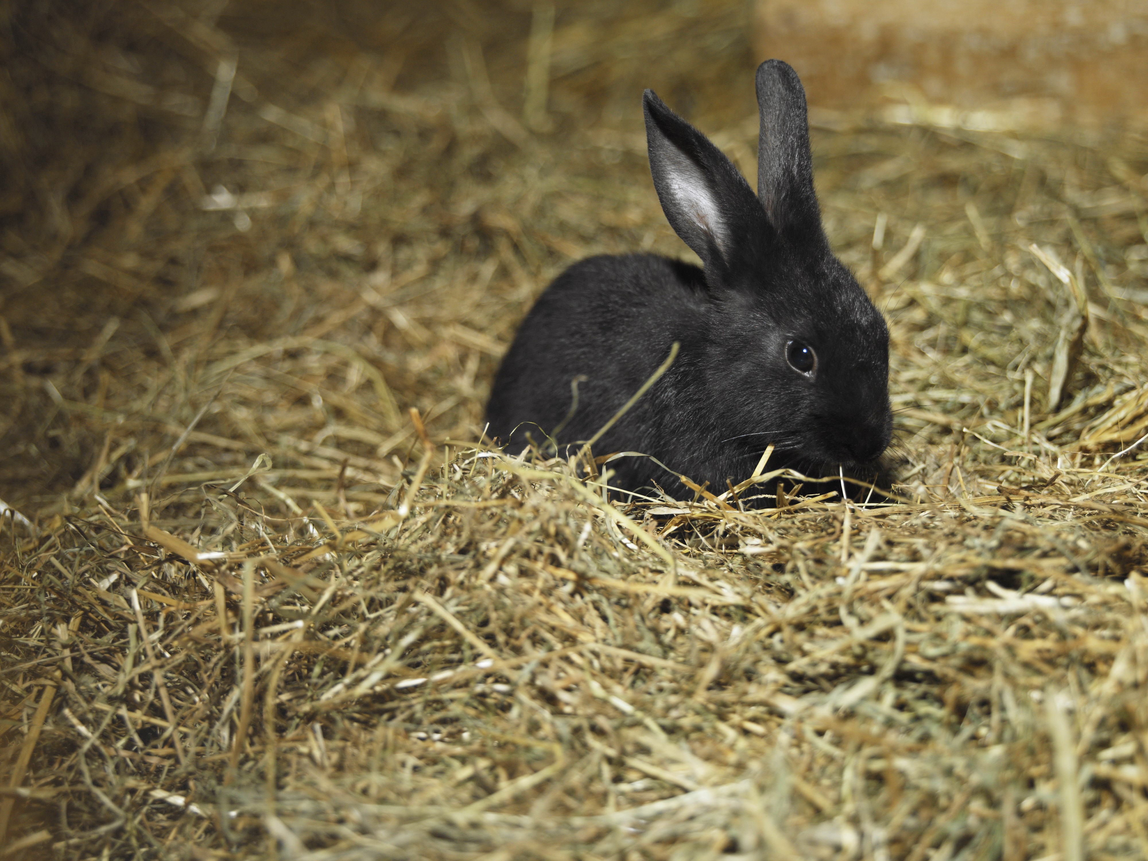 Black rabbit in hay HD Wallpaper