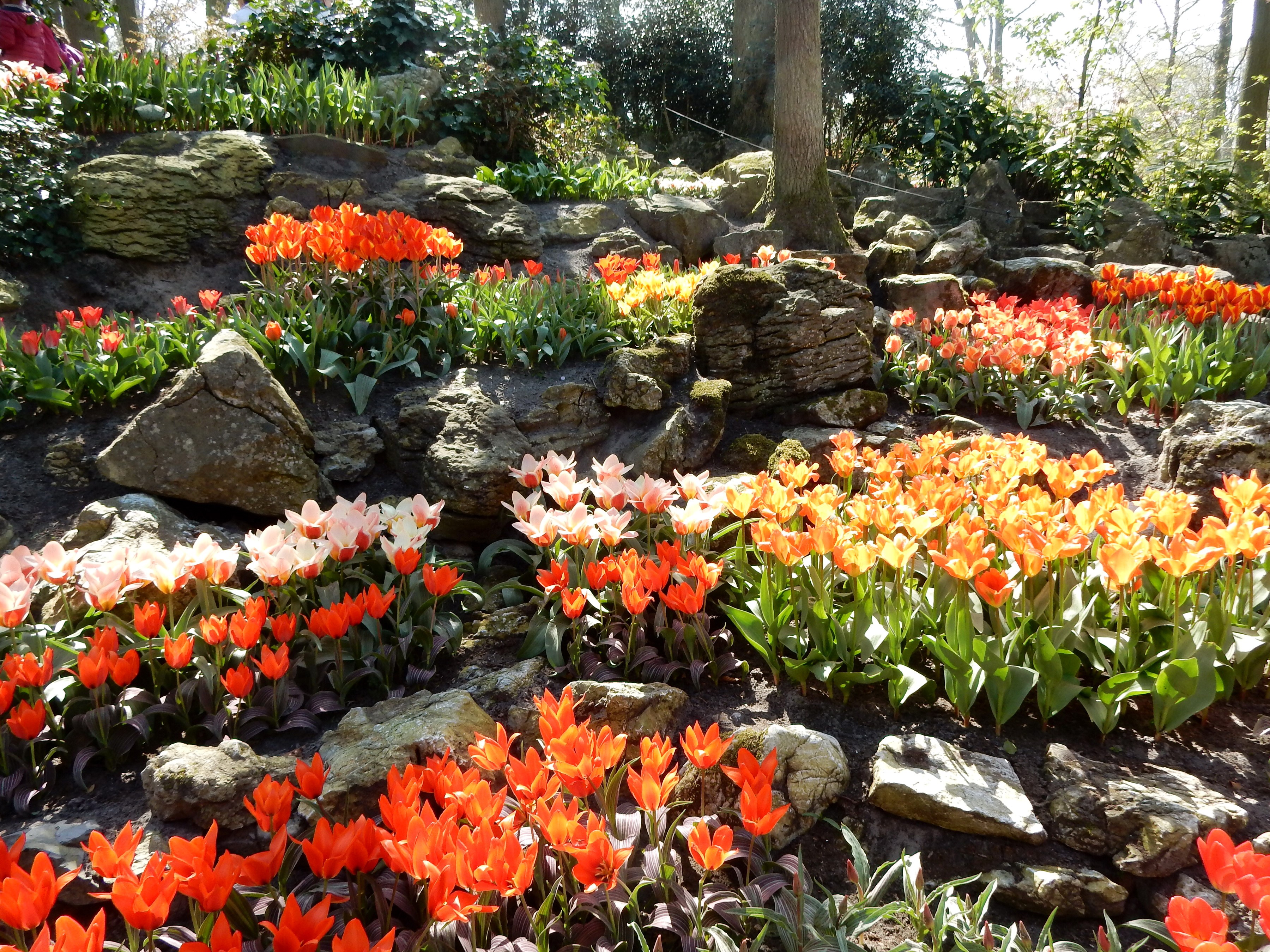 Tulips and Rocks at Keukenhof Gardens, Netherlands HD Wallpaper