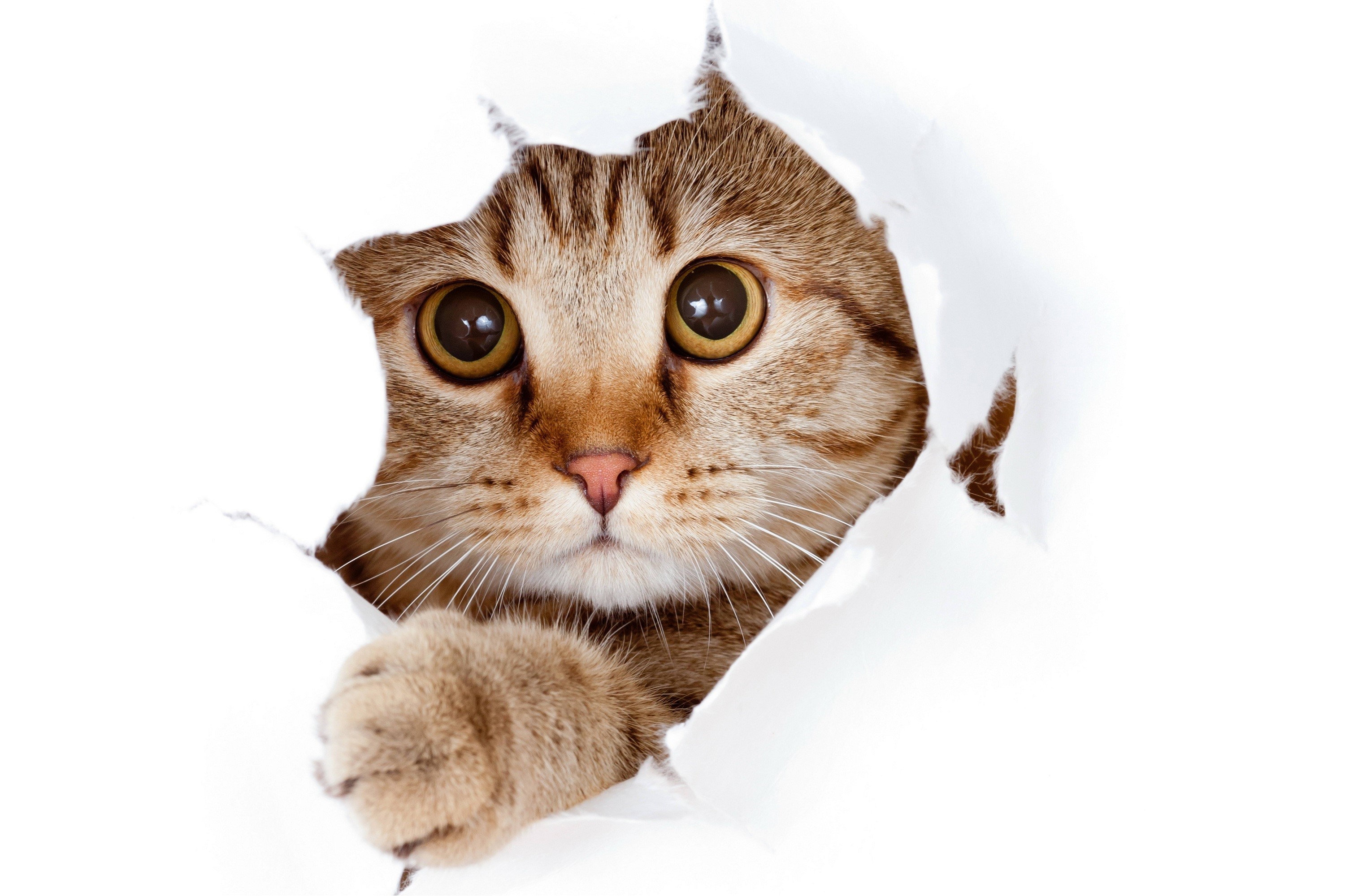 Cat peeking through torn paper HD Wallpaper