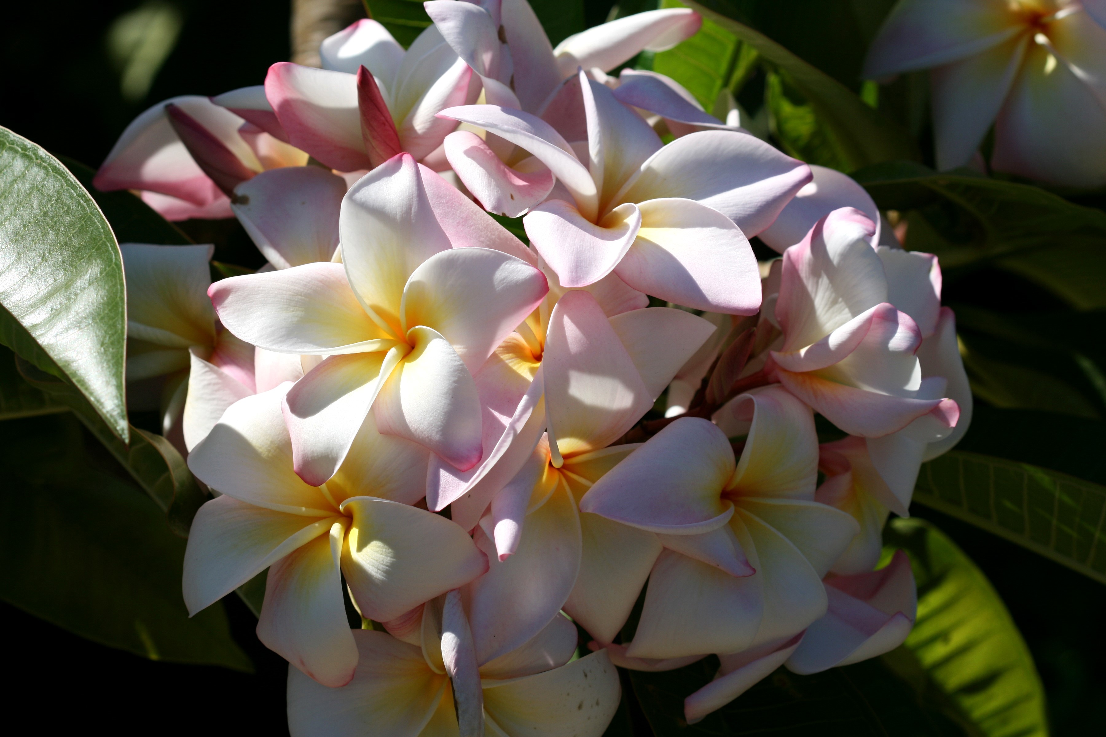 Close-up of pink and white Plumeria flowers HD Wallpaper