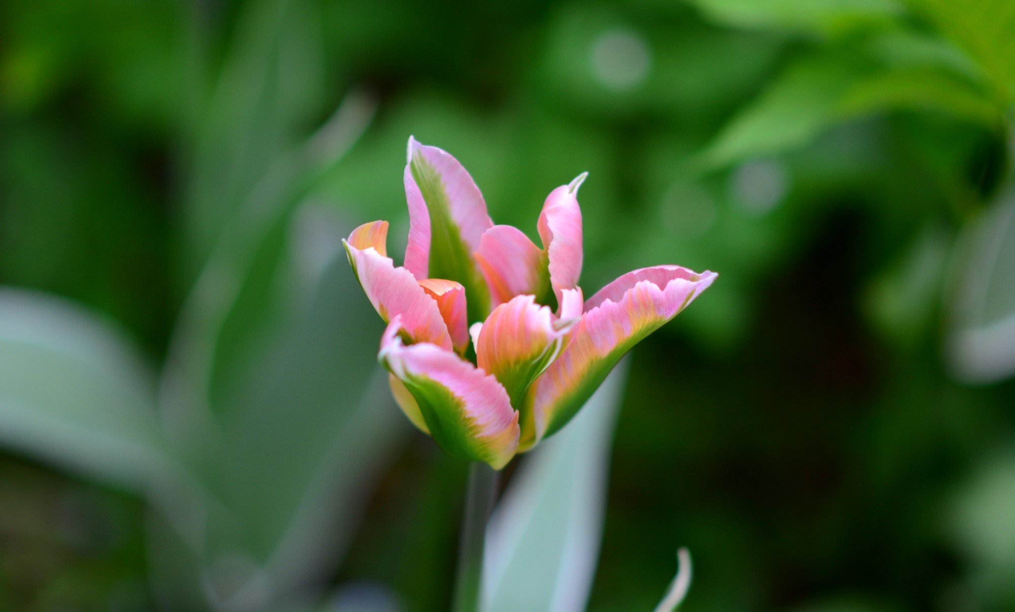 Pink and green parrot tulip flower HD Wallpaper