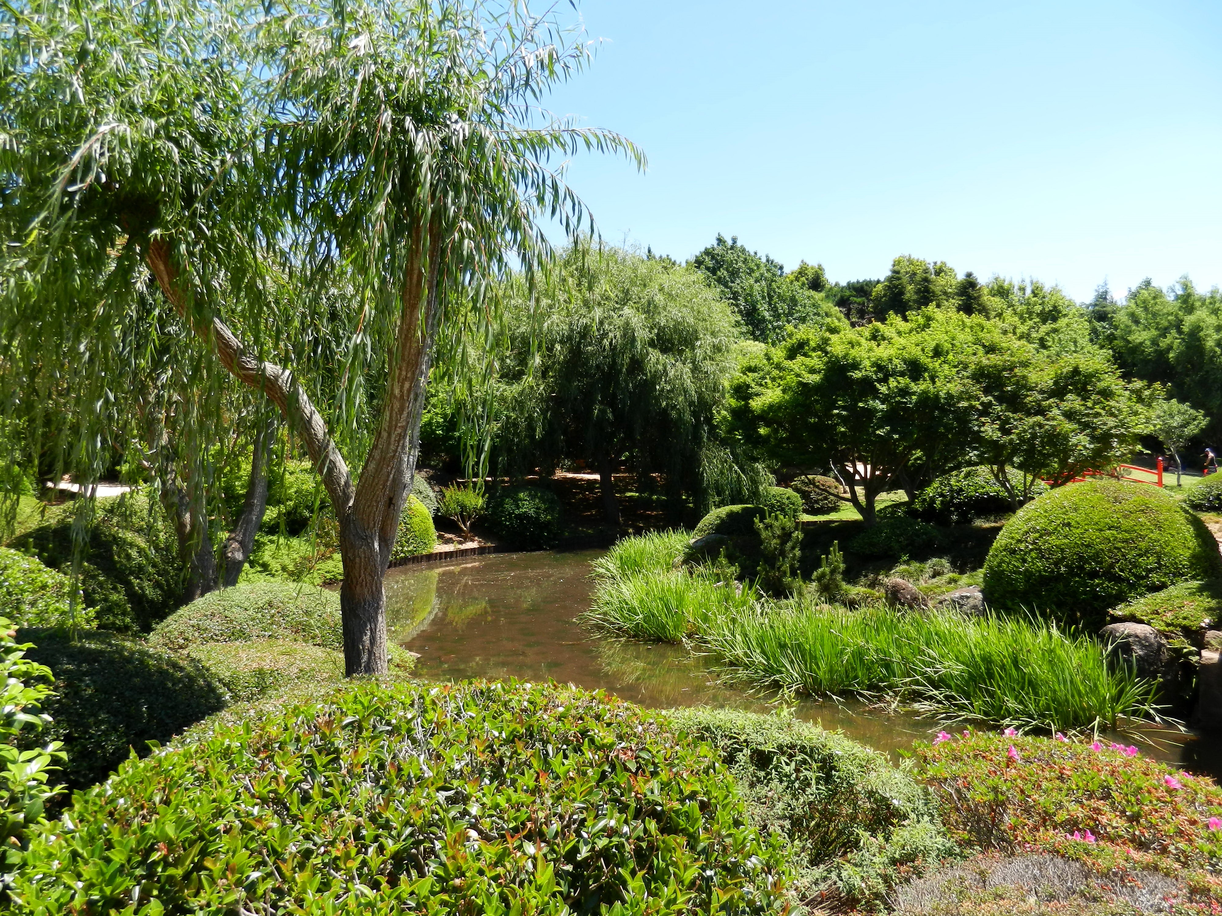 Japanese Garden Toowoomba Australia Pond Trees Shrubs HD Wallpaper