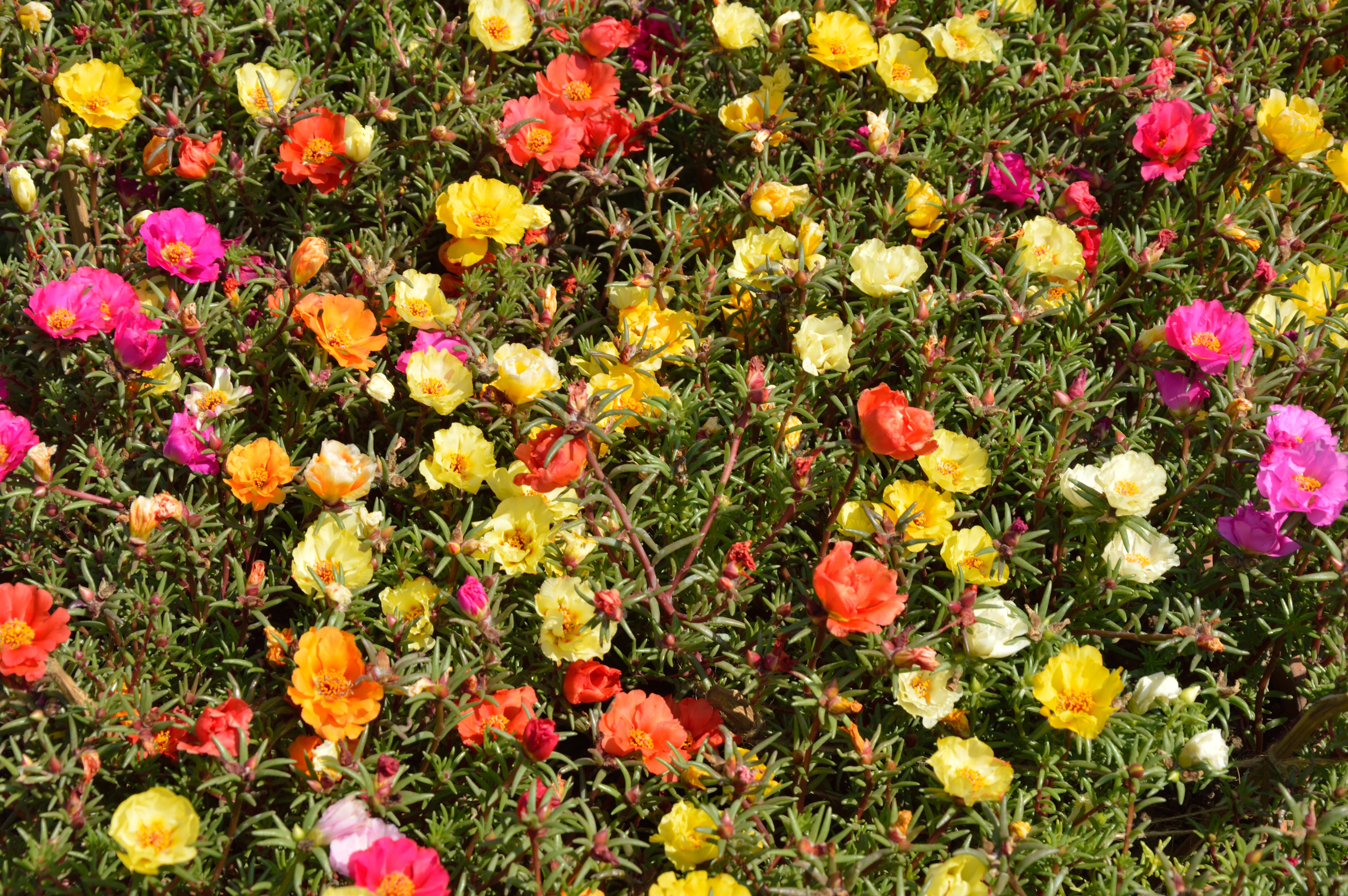 Many Portulaca flowers in bloom HD Wallpaper