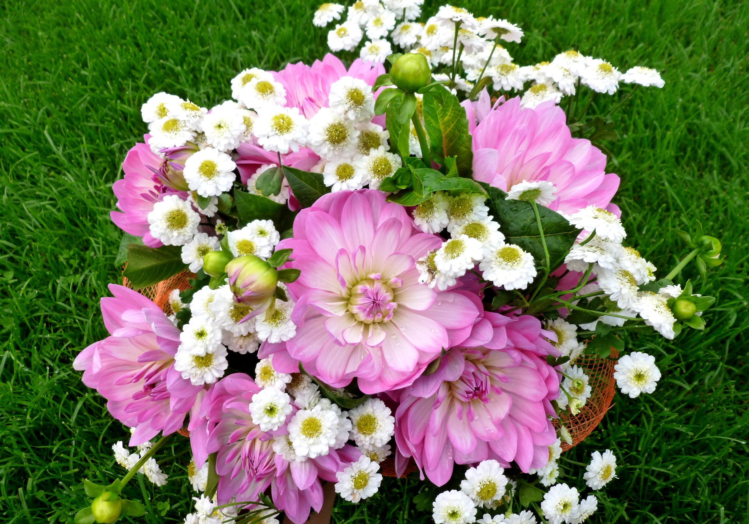 Bouquet of pink dahlias and white flowers on grass HD Wallpaper