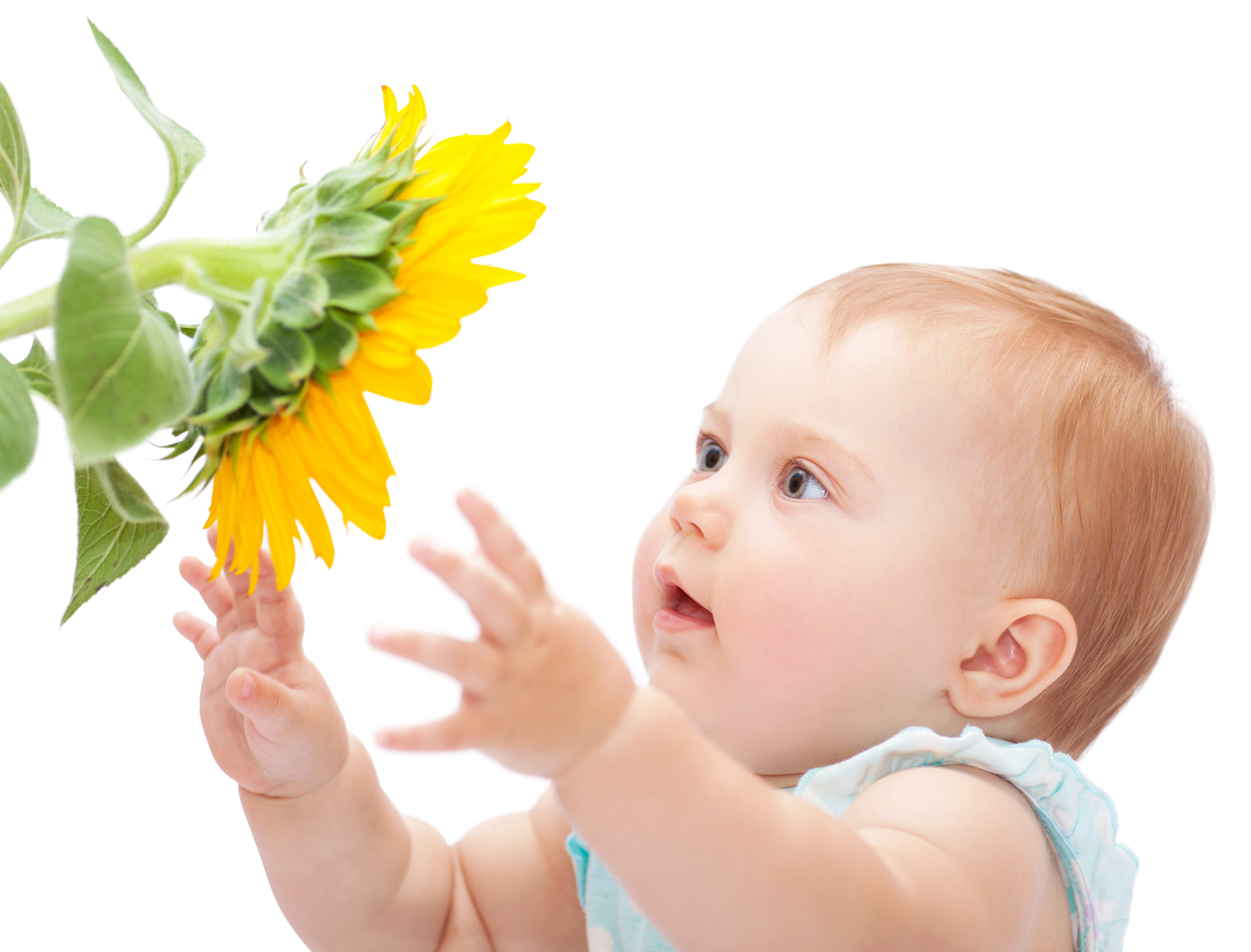 Baby reaching for a sunflower HD Wallpaper