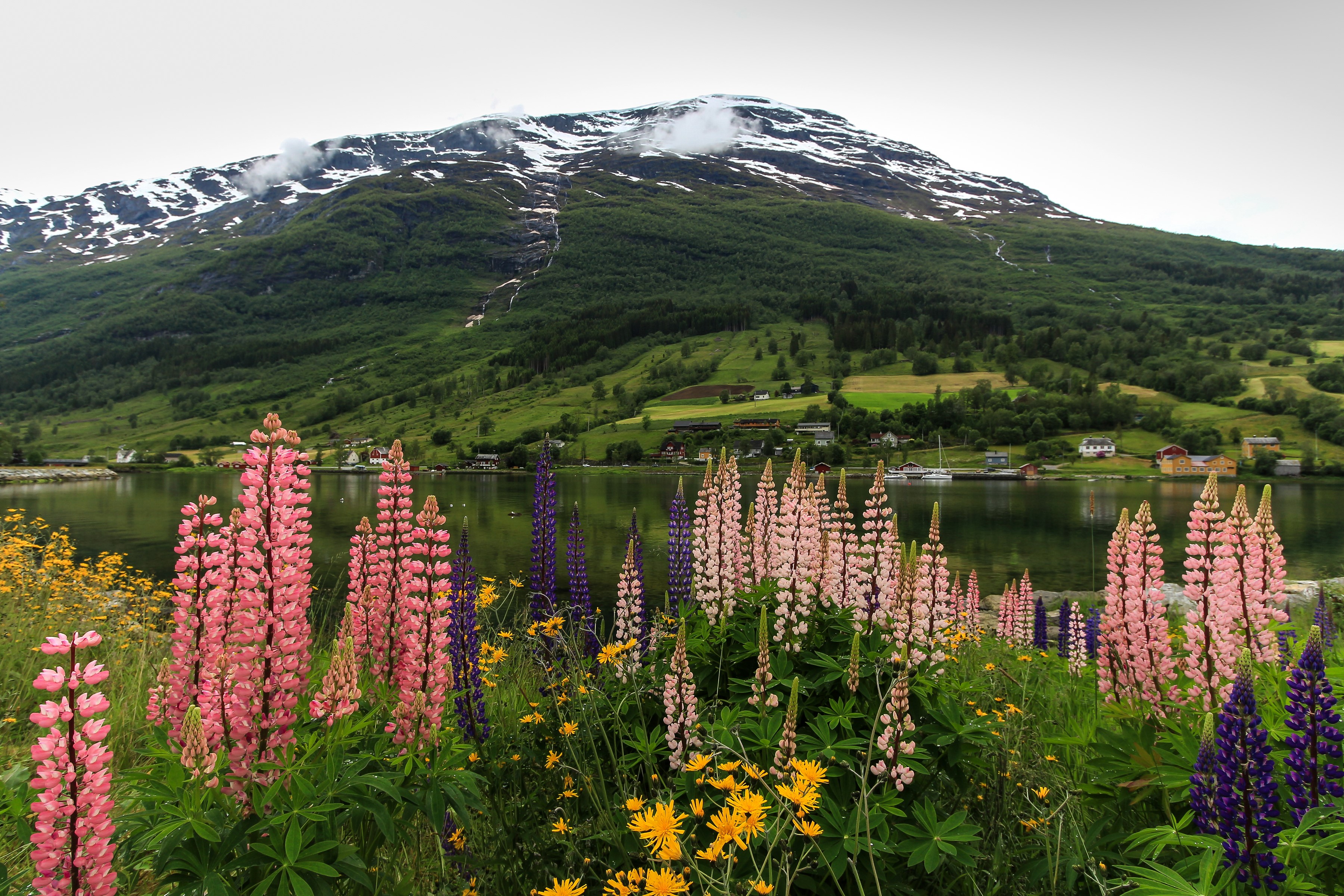 Nordfjord Olden, Norway: Mountains, Lake, and Lupines HD Wallpaper