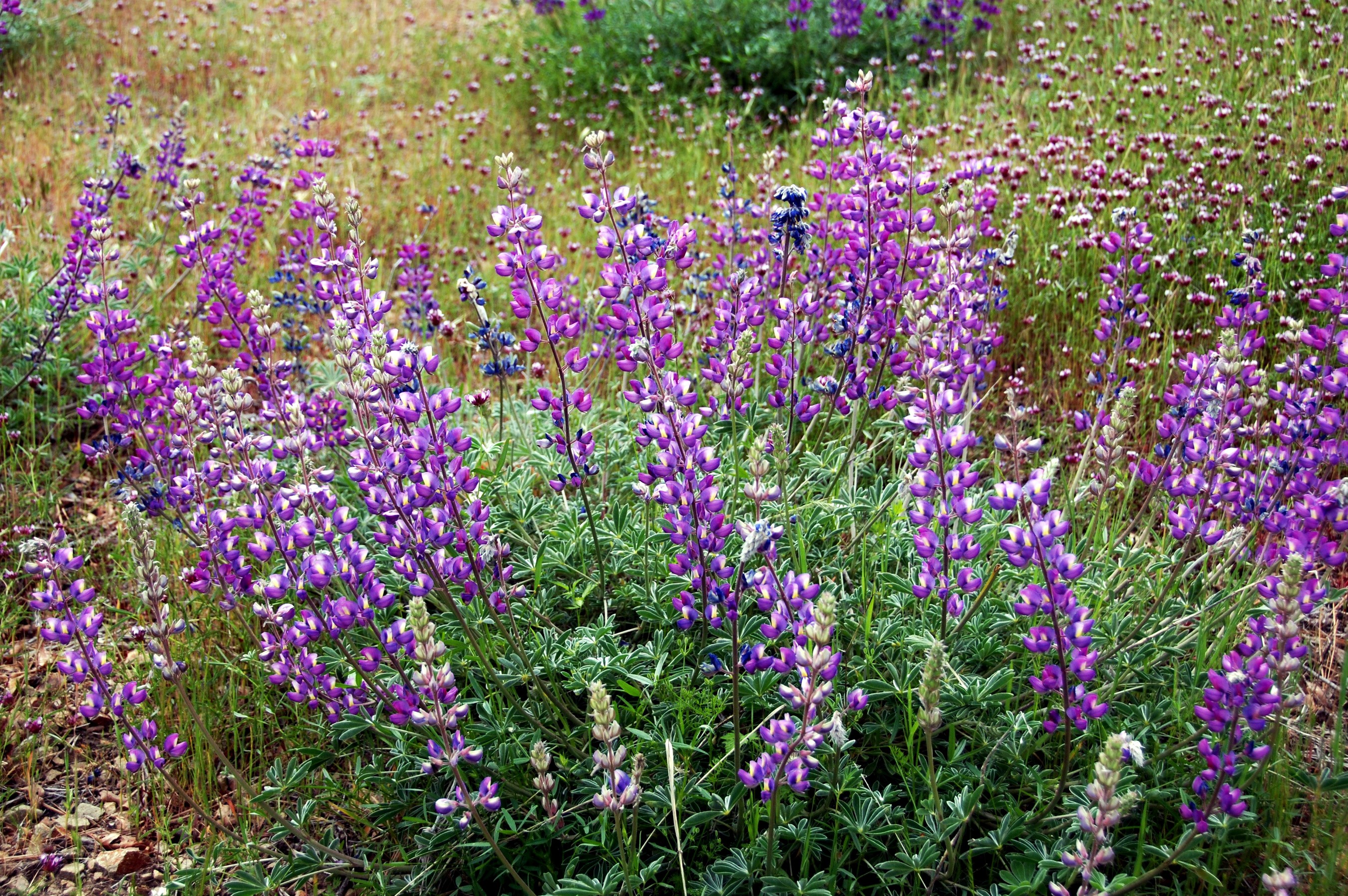 Purple Lupine Flowers in a Field HD Wallpaper