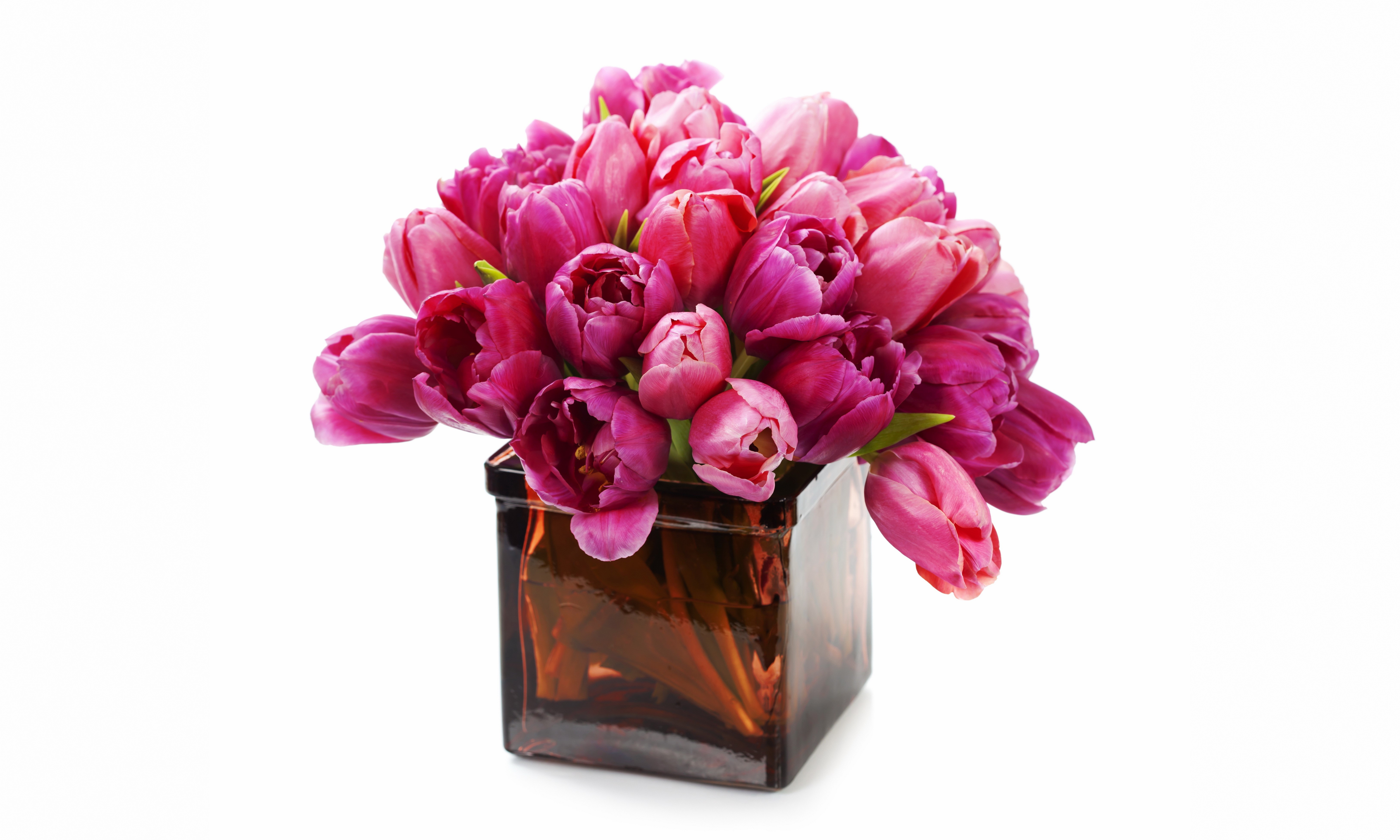 Pink Tulips in a Square Vase HD Wallpaper