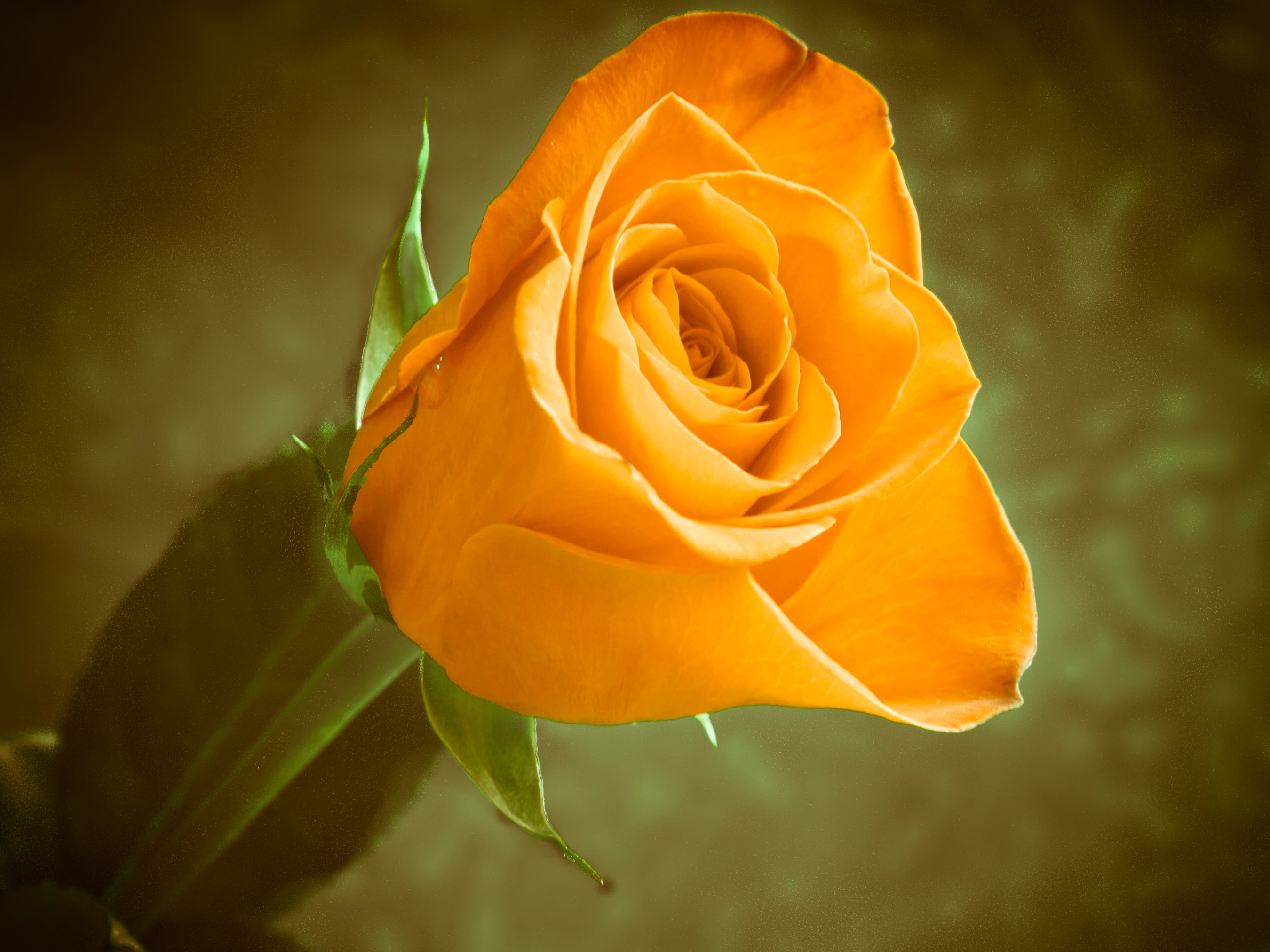 Close-up of a single orange rose HD Wallpaper