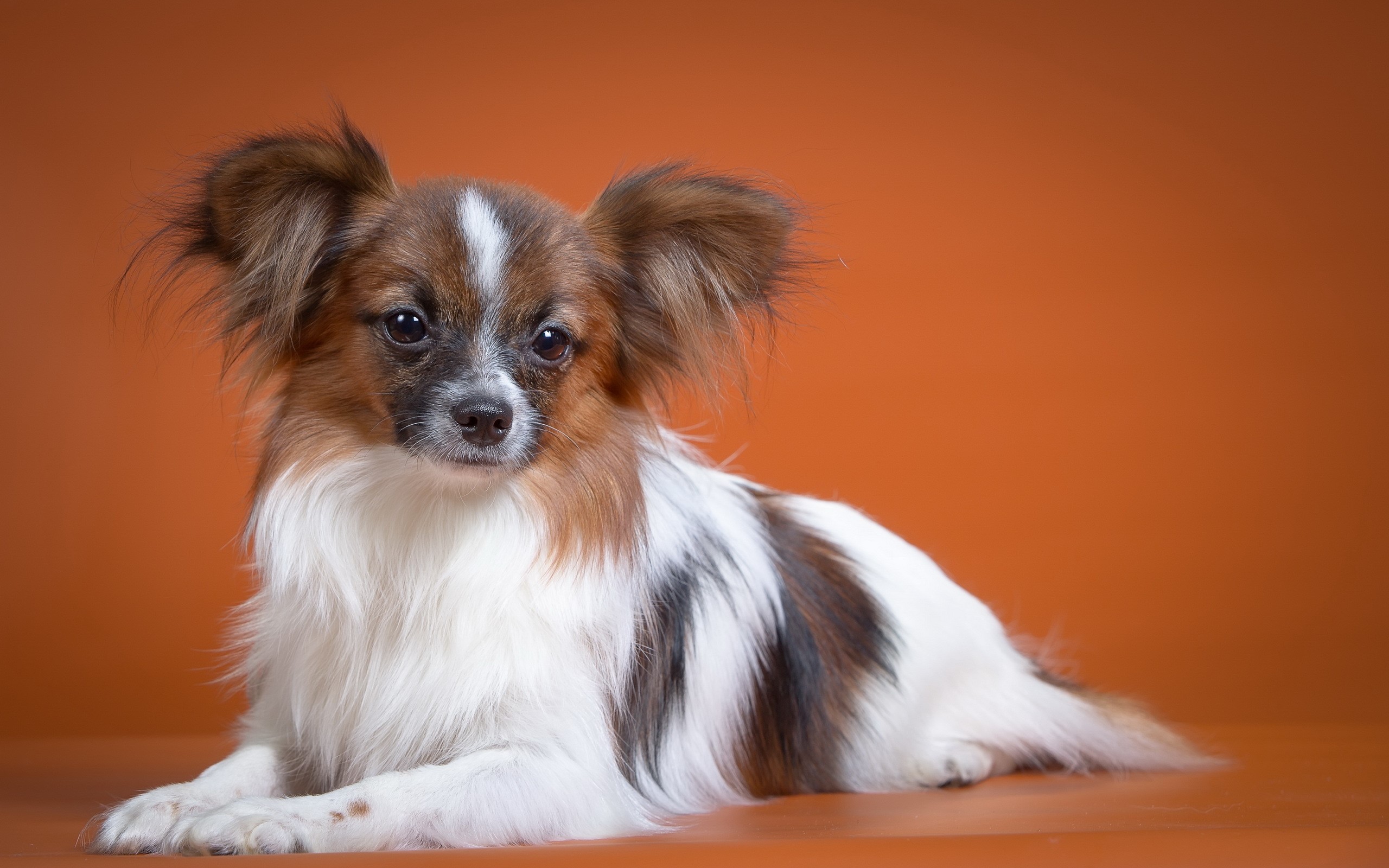 Papillon dog lying down on orange background HD Wallpaper