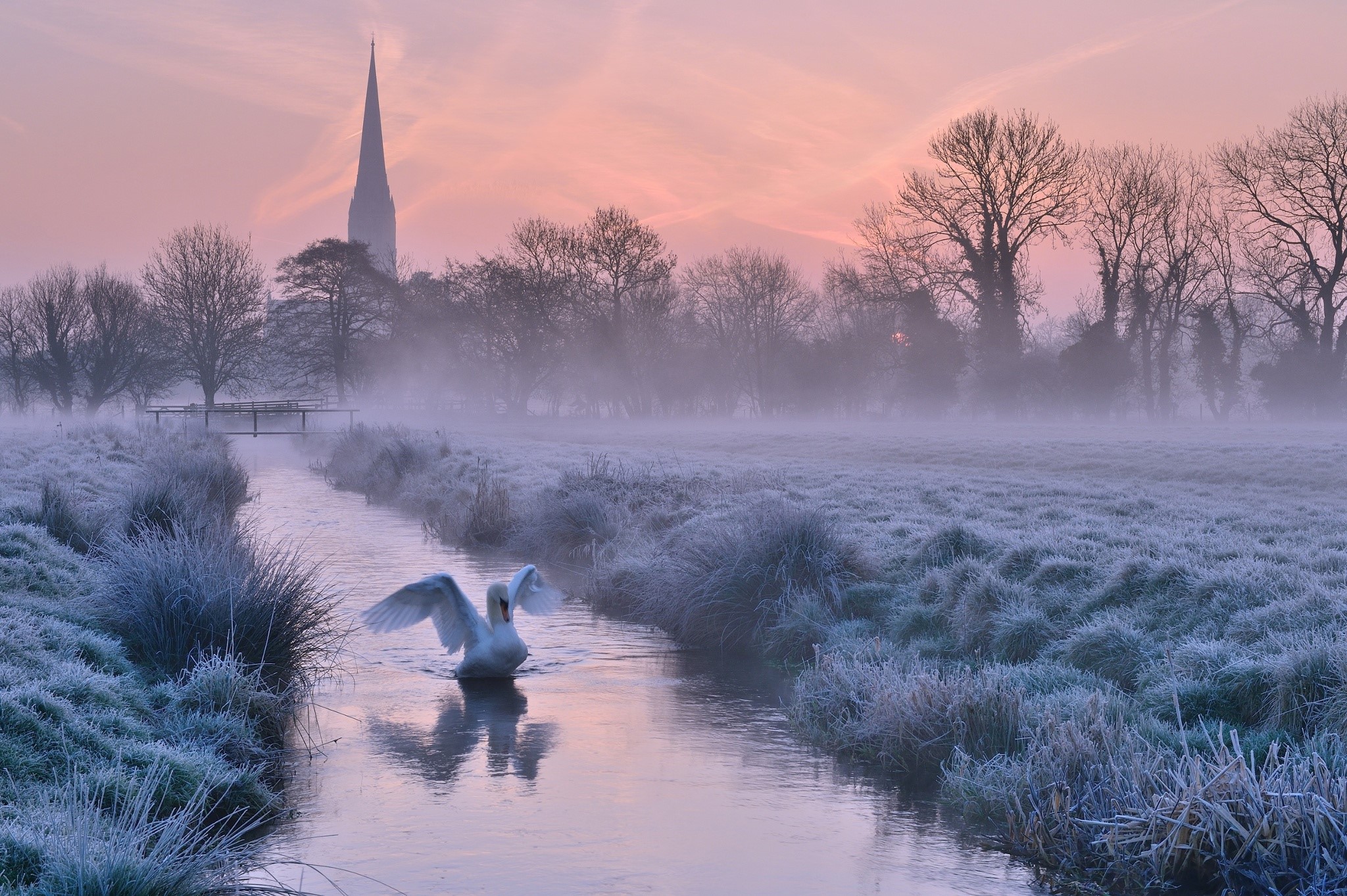 Swan in a misty river with a church spire HD Wallpaper