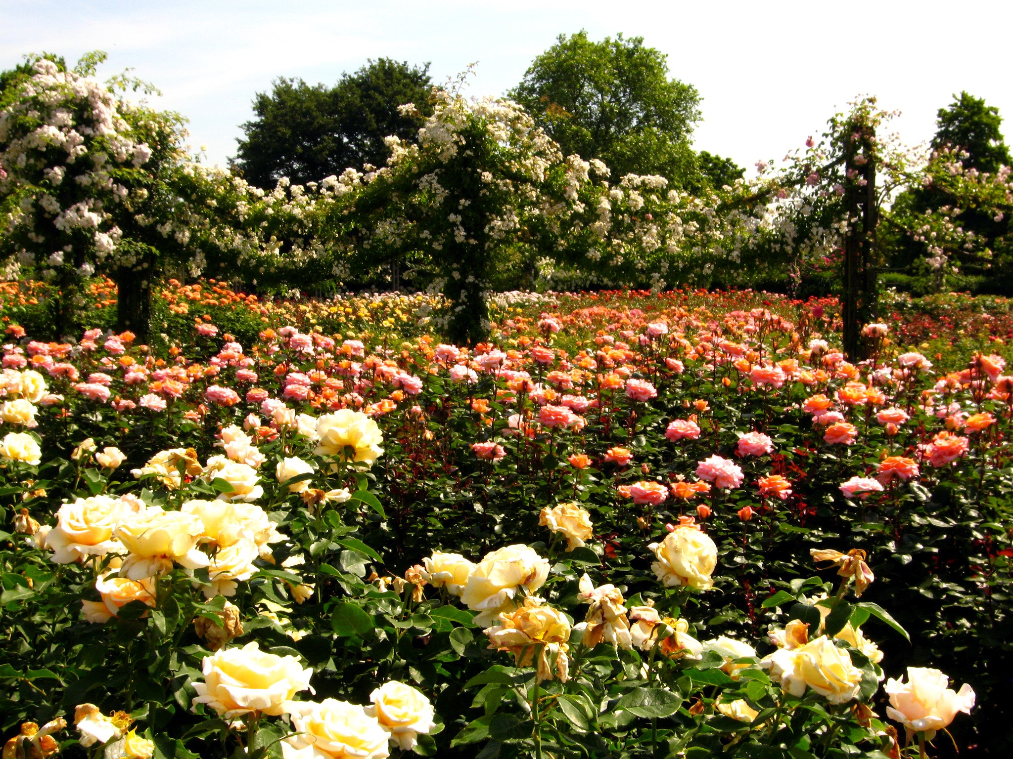 Rose garden in Regent's Park, London HD Wallpaper