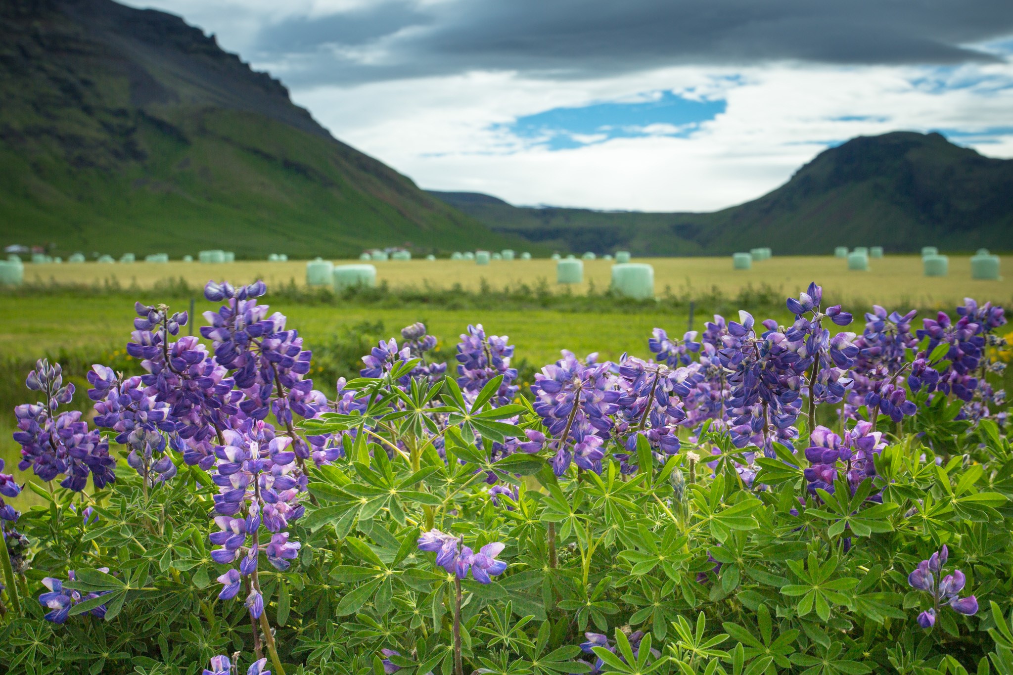 Purple Lupins in Icelandic Field with Hay Bales HD Wallpaper