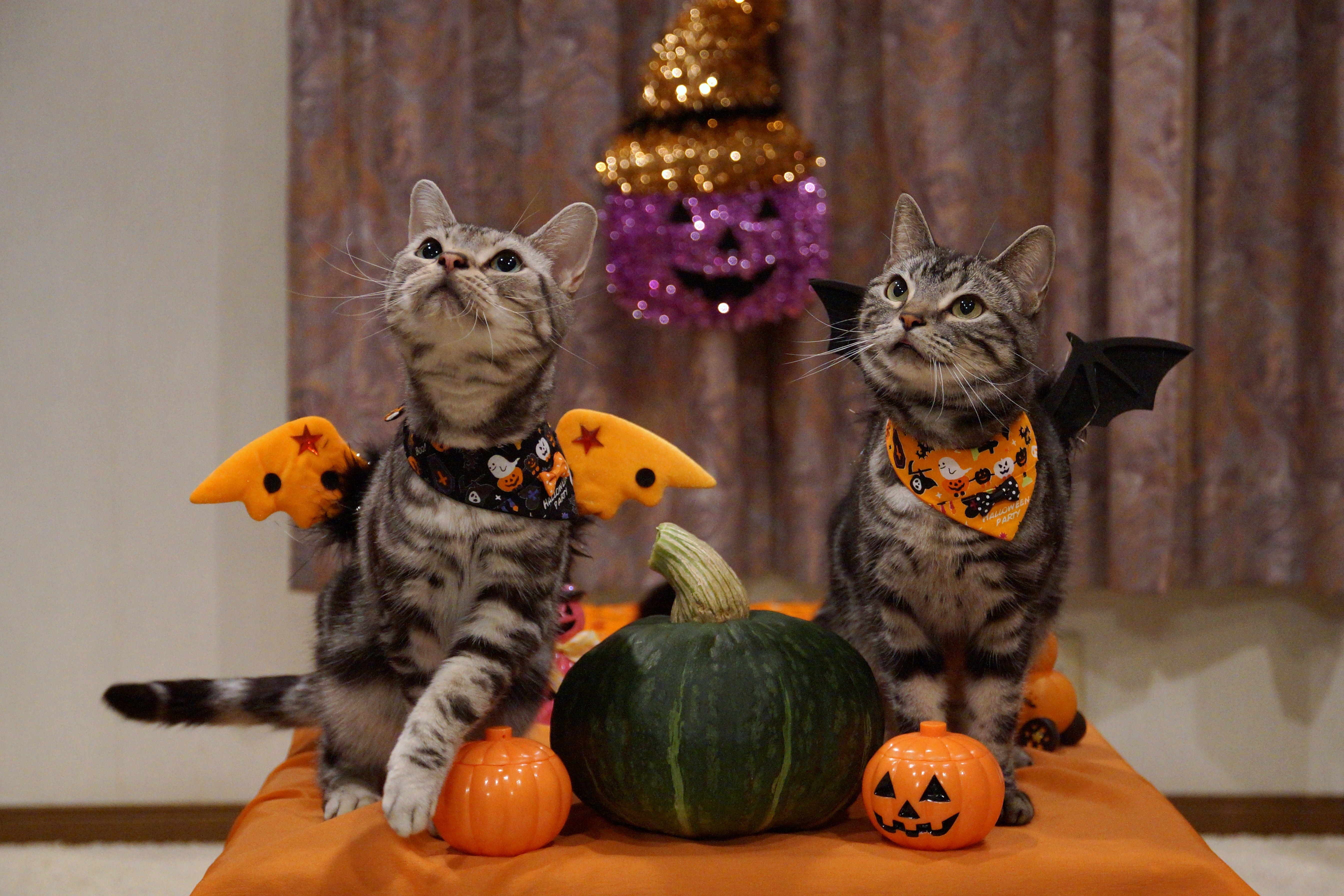 Two cats in Halloween costumes with pumpkins HD Wallpaper