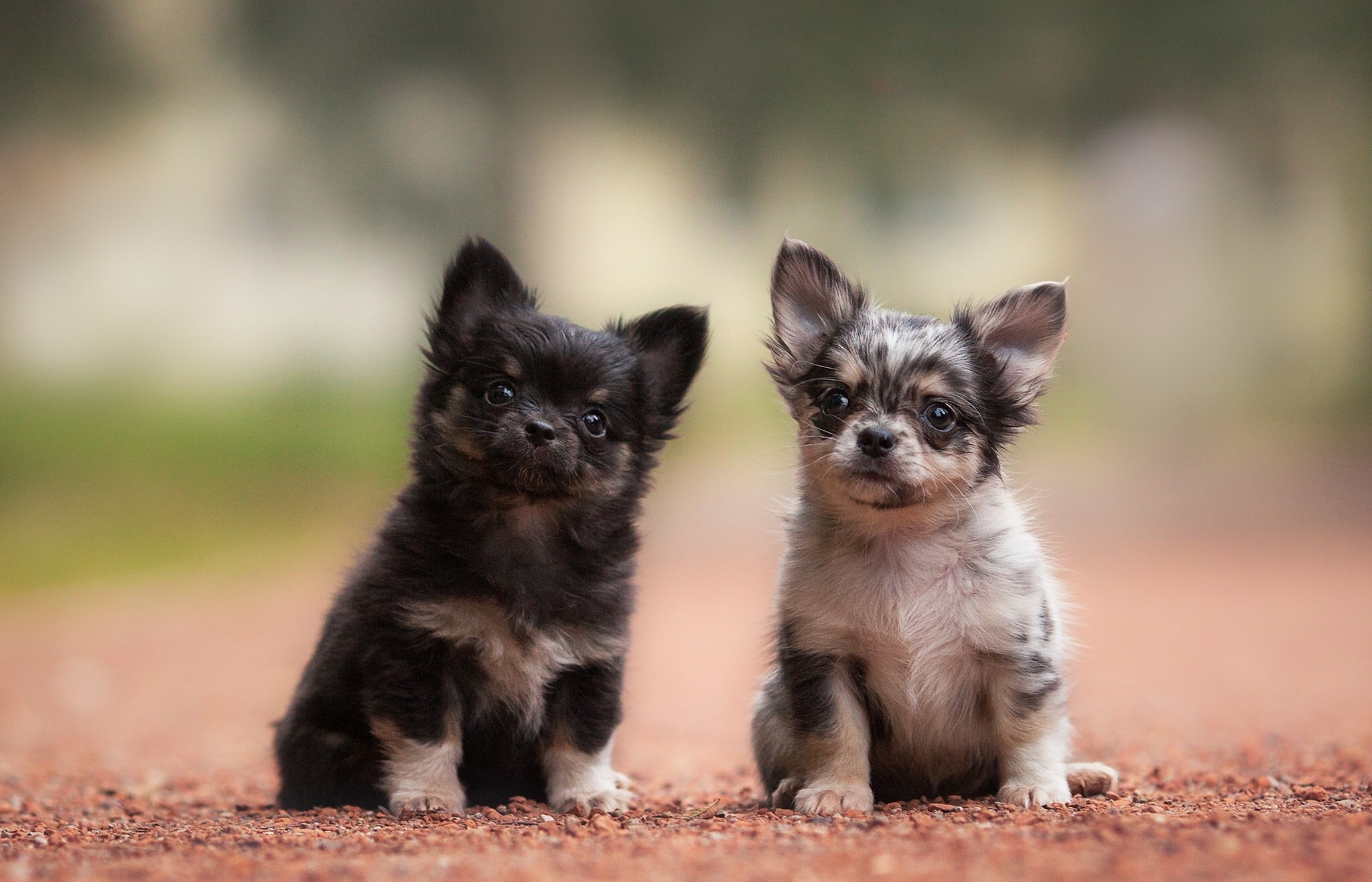 Two Long-Haired Chihuahua Puppies Sitting Outdoors HD Wallpaper