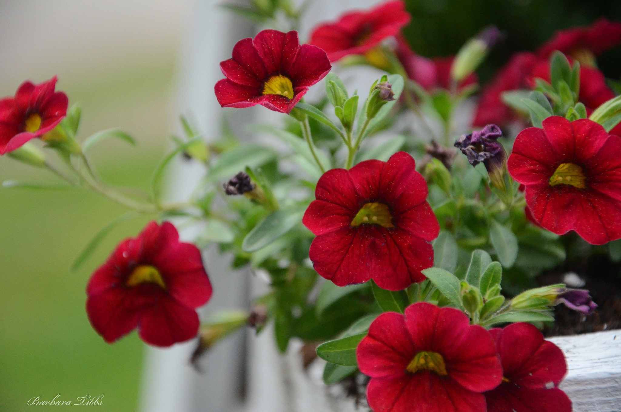 Red Petunias in a White Planter HD Wallpaper