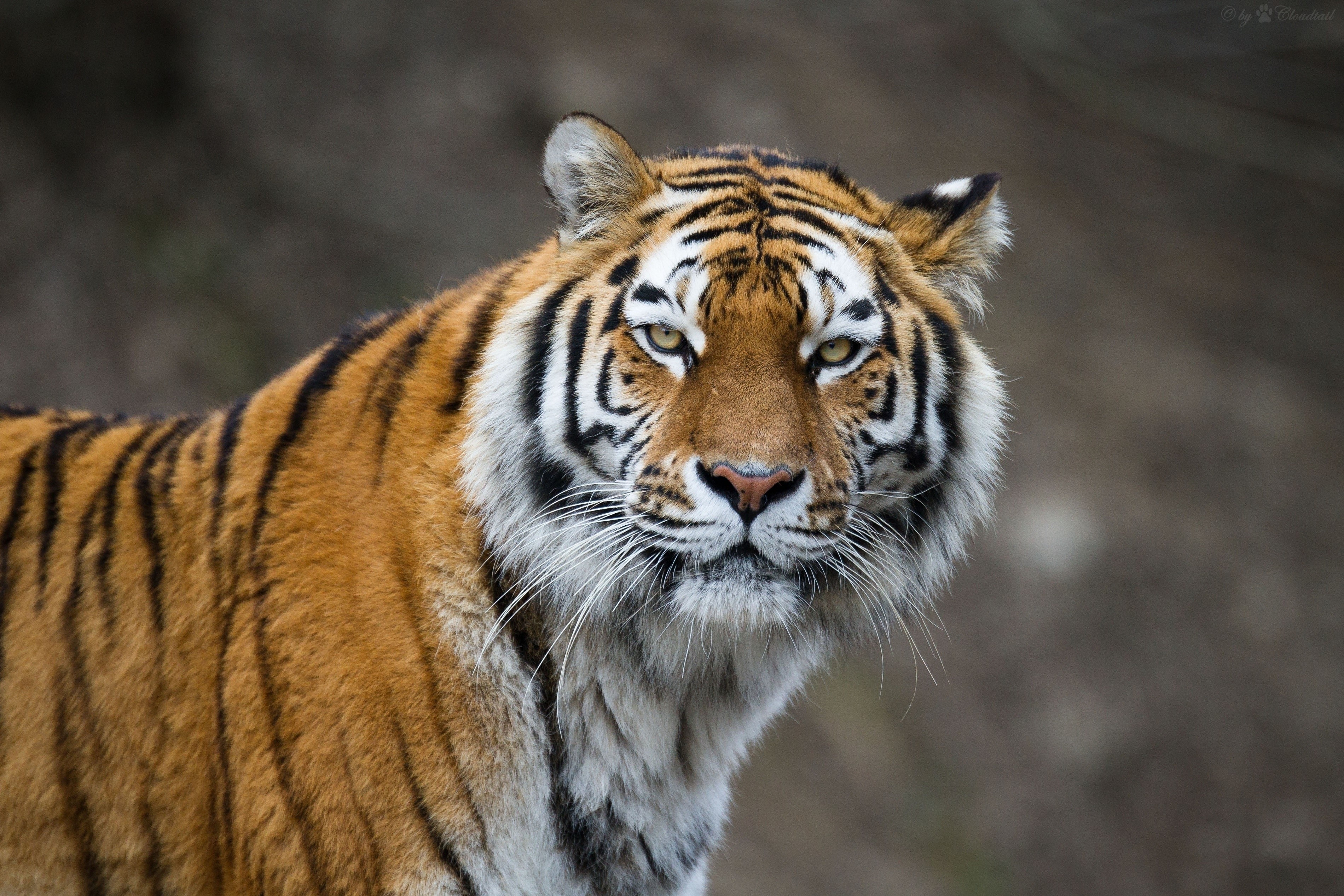 Close-up of a tiger's face and body HD Wallpaper