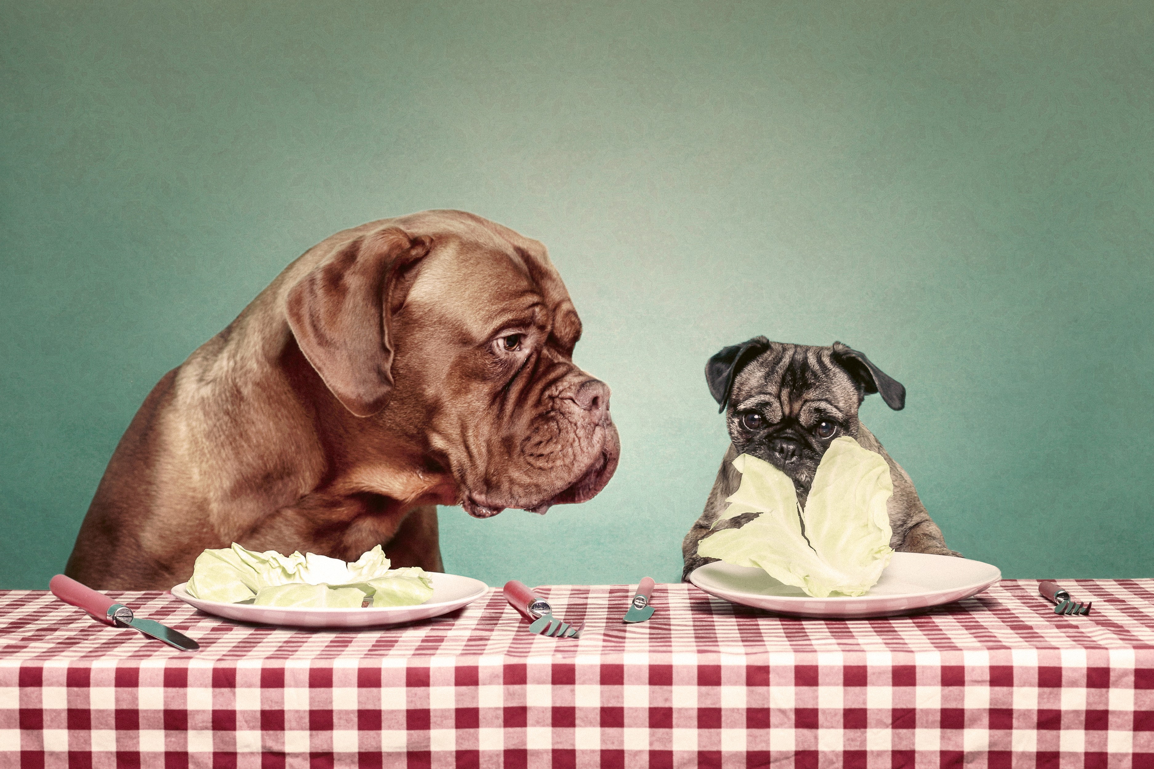 Two dogs eating salad at a table HD Wallpaper