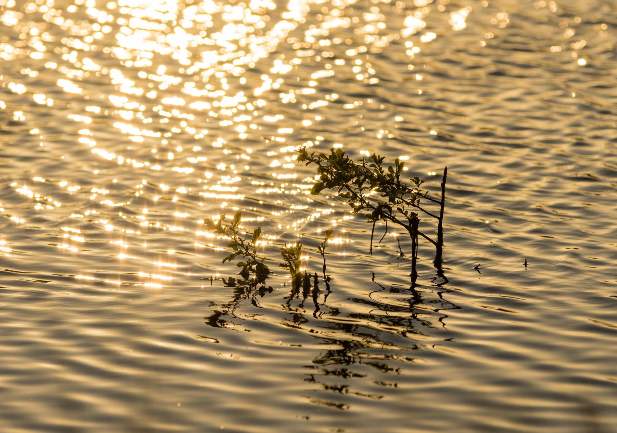 Sunlight reflecting on water with plants HD Wallpaper