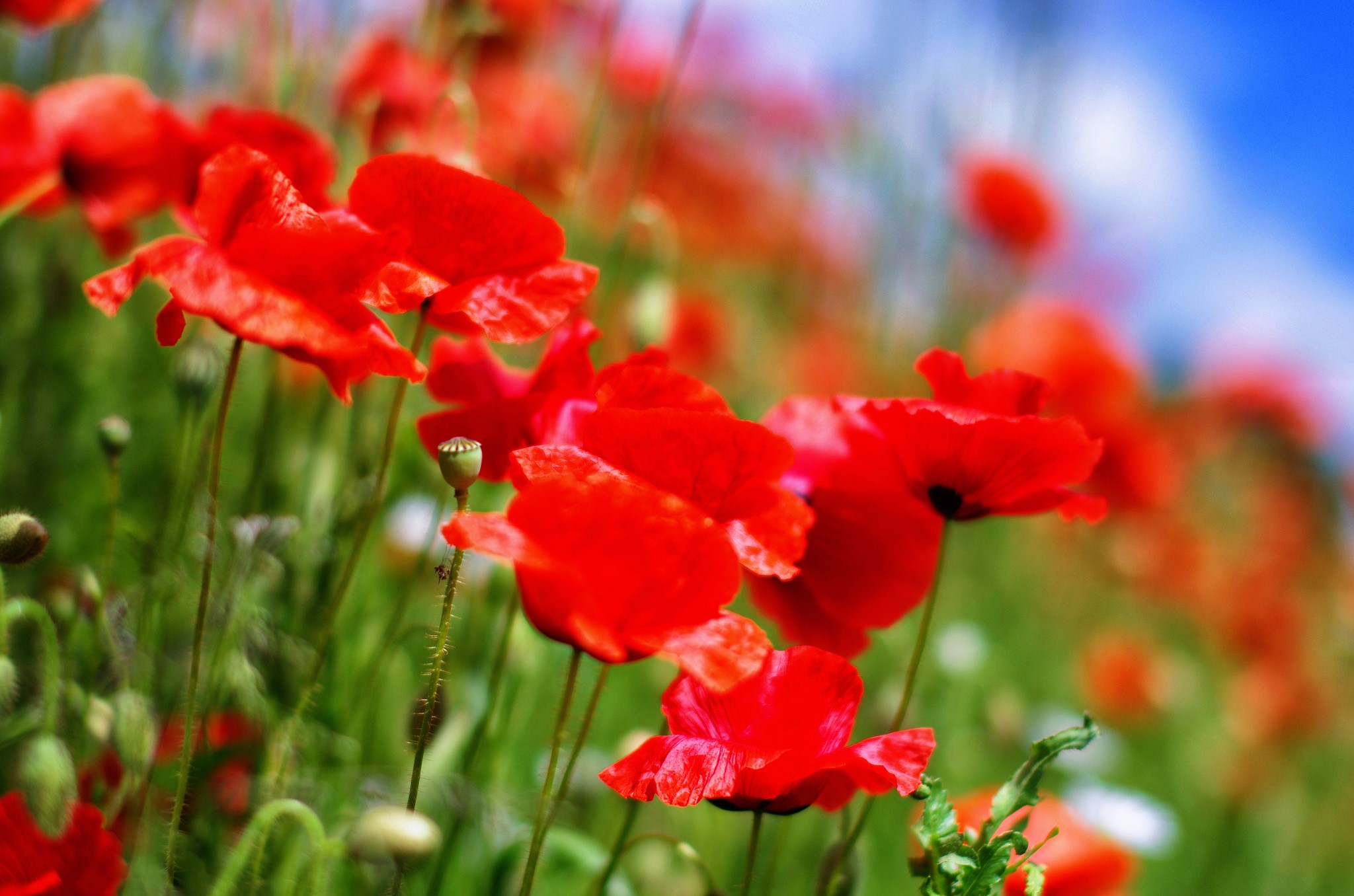 Field of red poppies under a blue sky HD Wallpaper