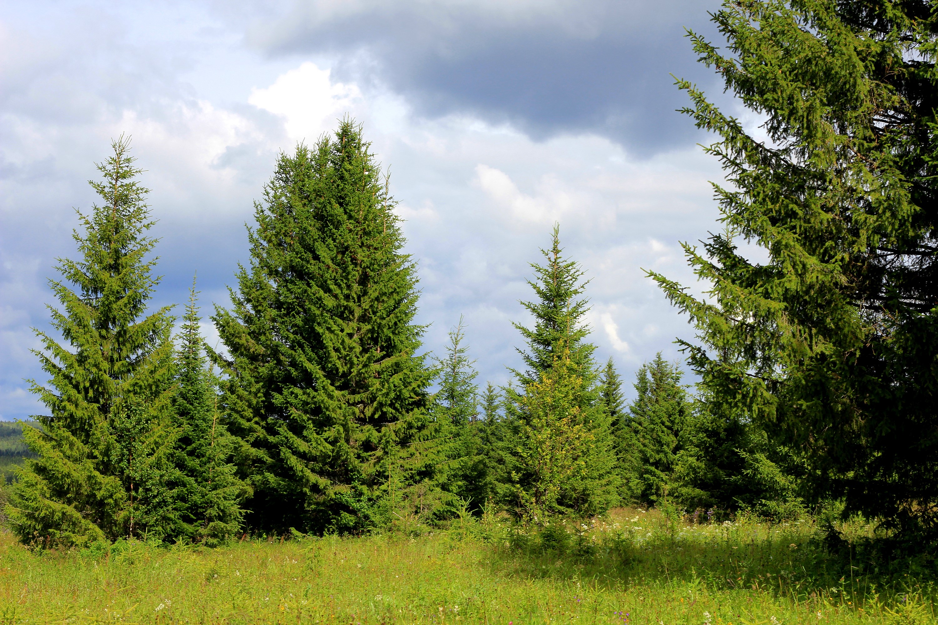 Spruce trees in a field under a cloudy sky HD Wallpaper