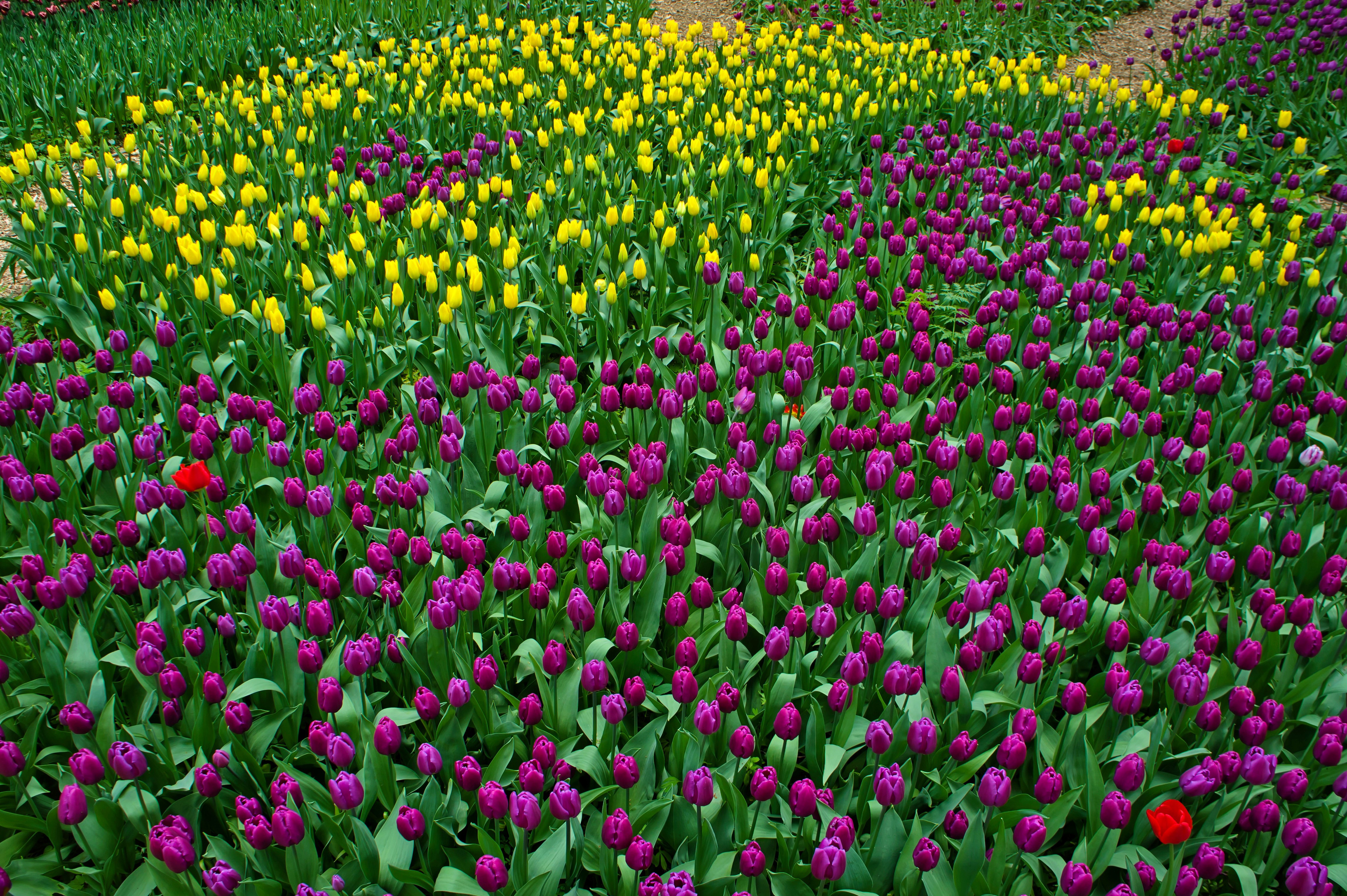 Field of Yellow and Purple Tulips HD Wallpaper