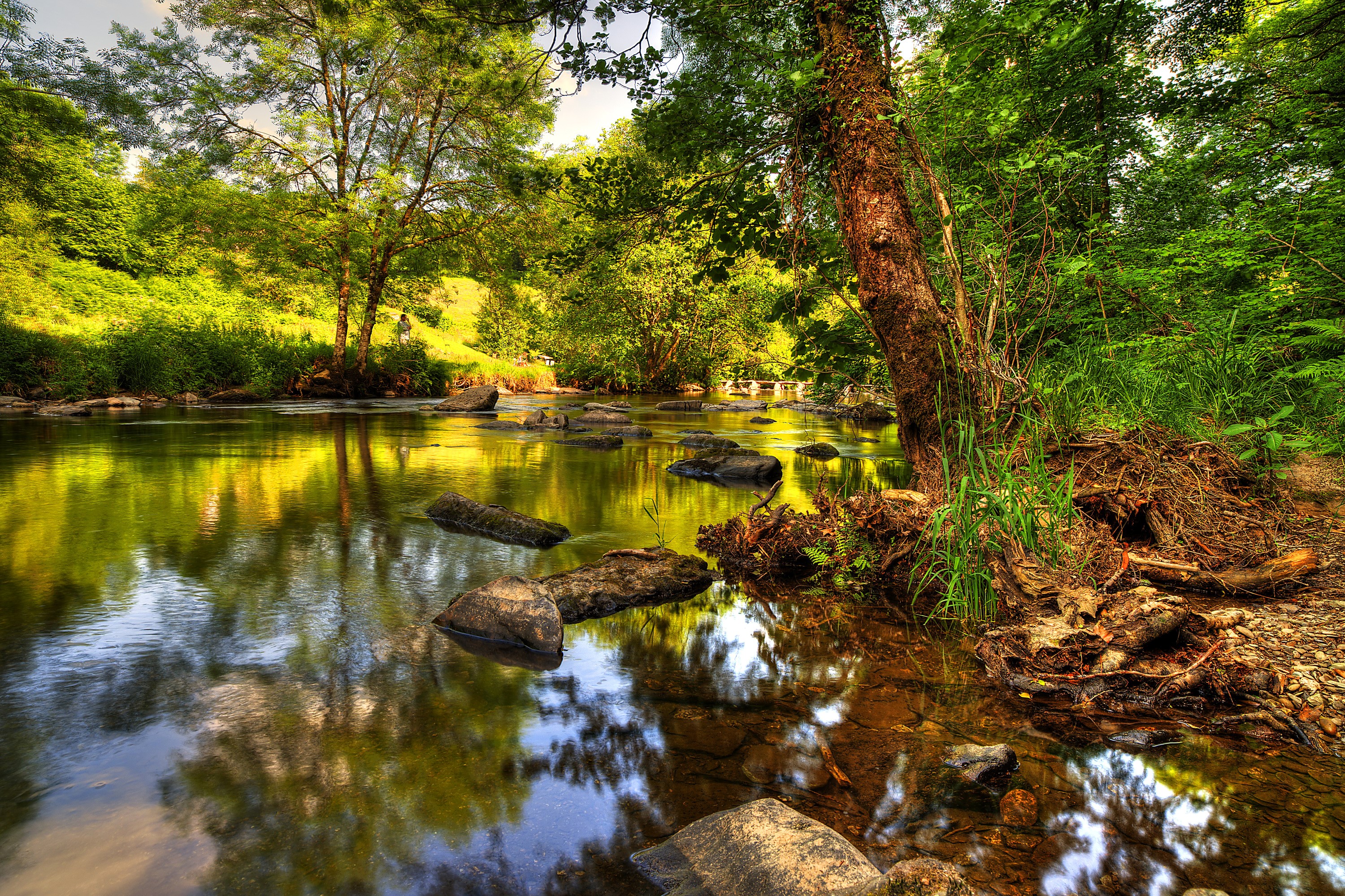 River flowing through a forest in Exmoor National Park HD Wallpaper