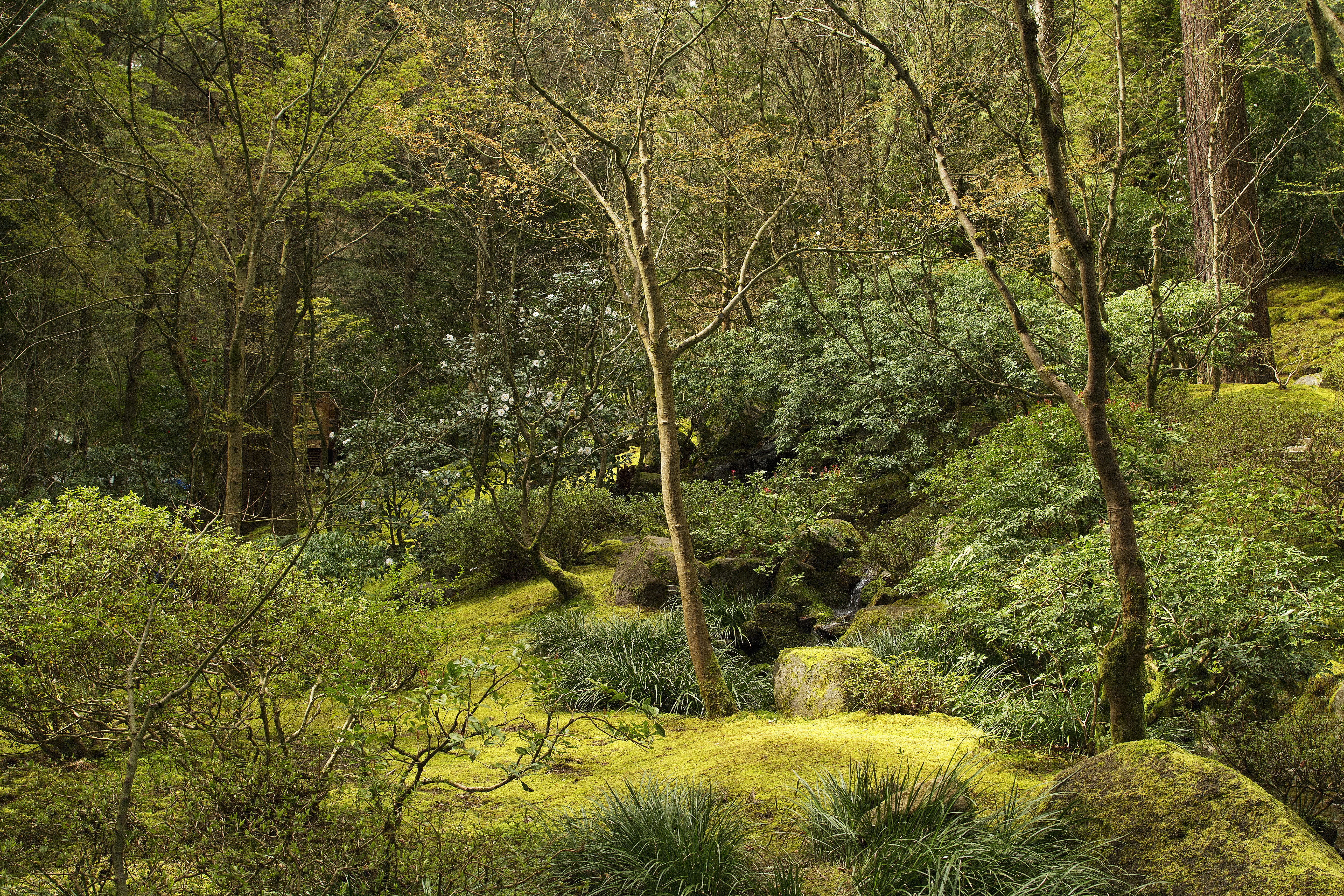 Portland Japanese Gardens Oregon USA Trees Shrubs HD Wallpaper