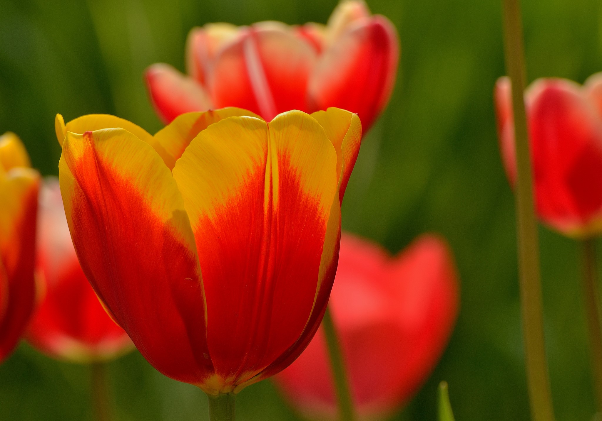 Close-up of red and yellow tulips HD Wallpaper