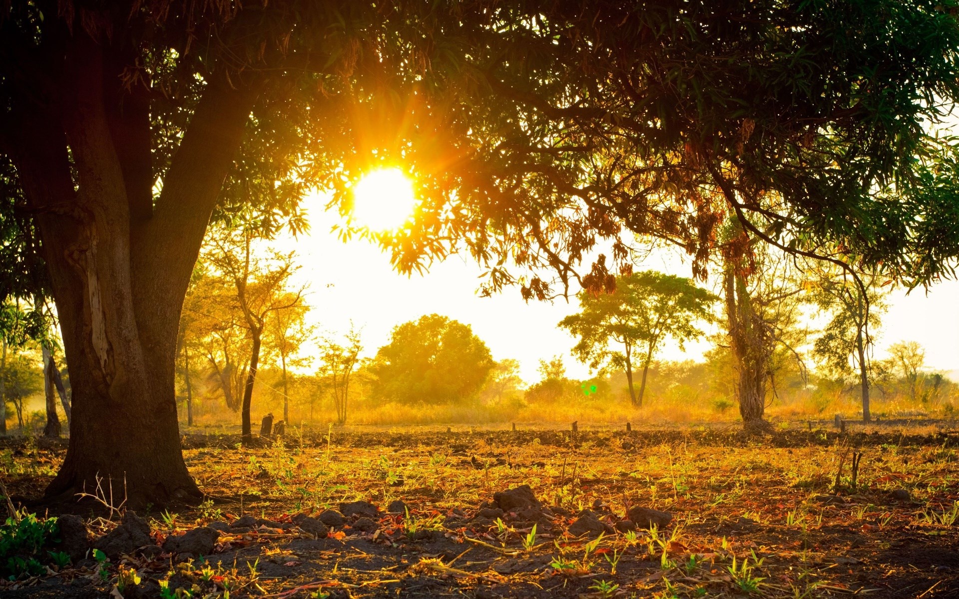 Sunlight filtering through trees onto a field HD Wallpaper