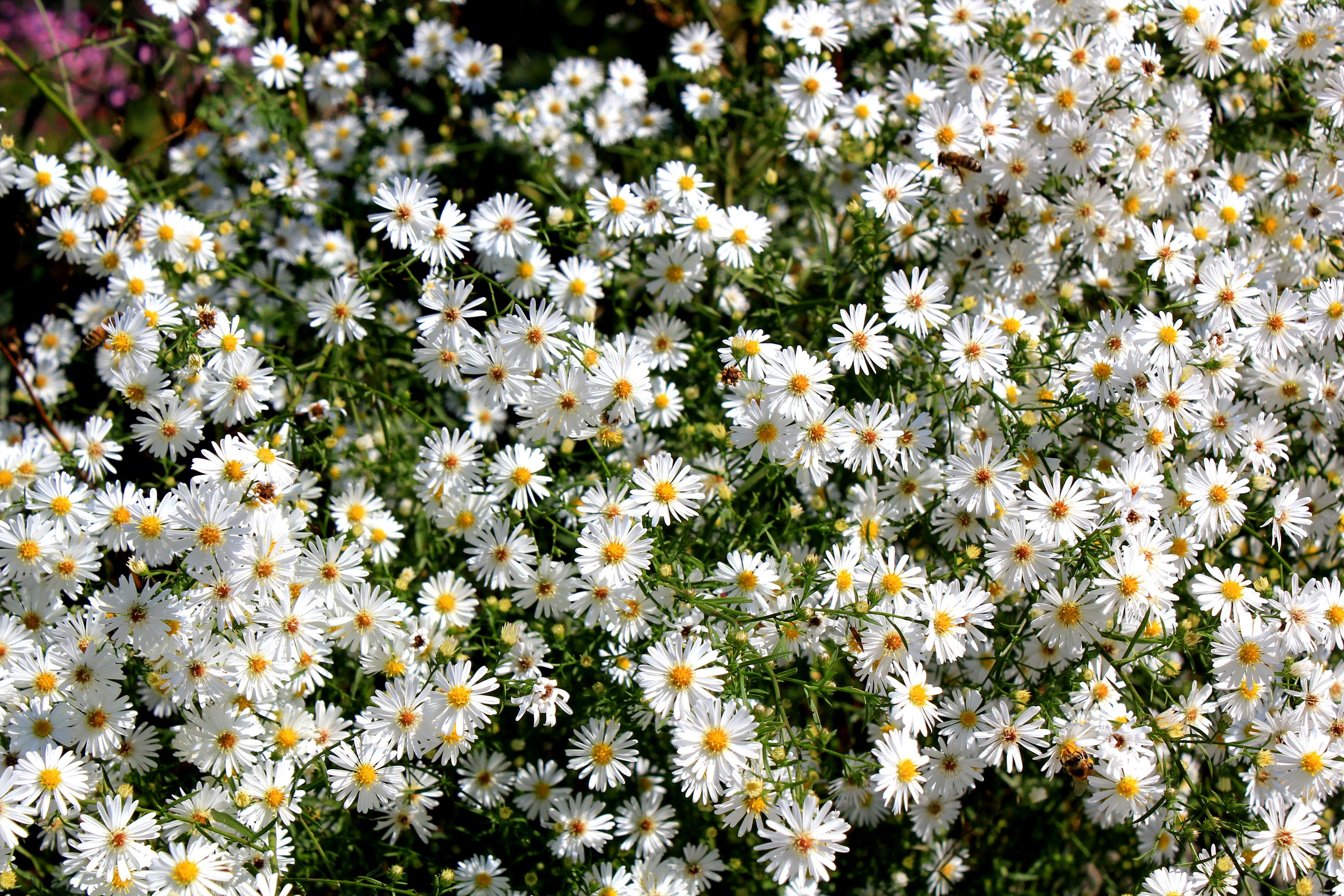 A dense cluster of white aster flowers with yellow centers. HD Wallpaper