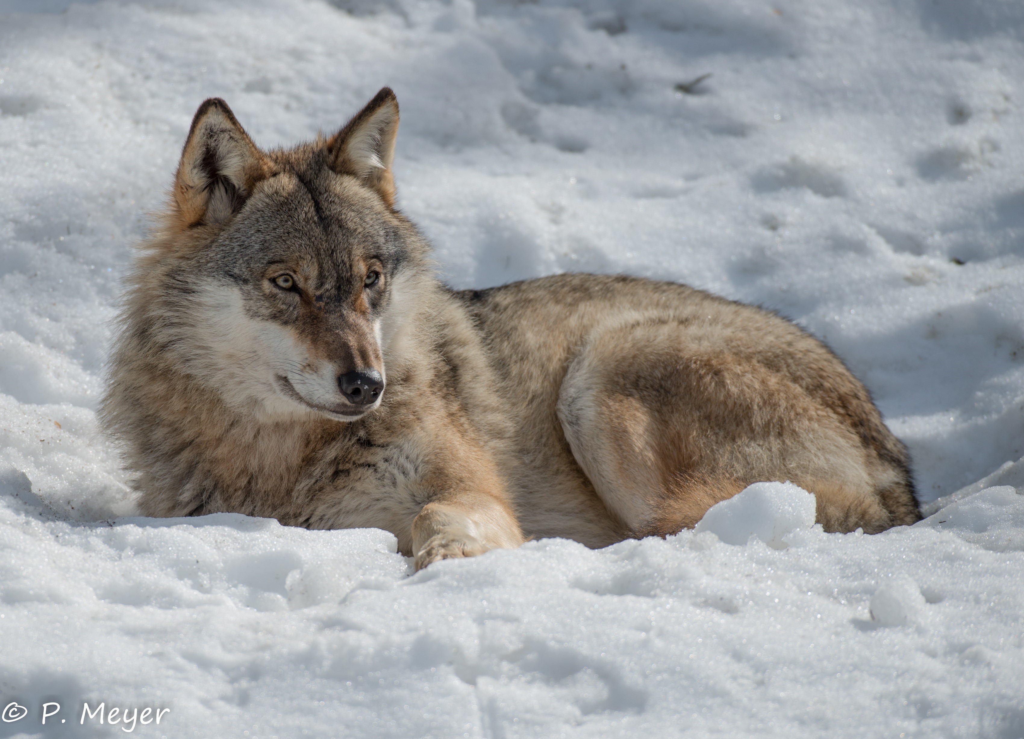 Wolf lying in the snow HD Wallpaper